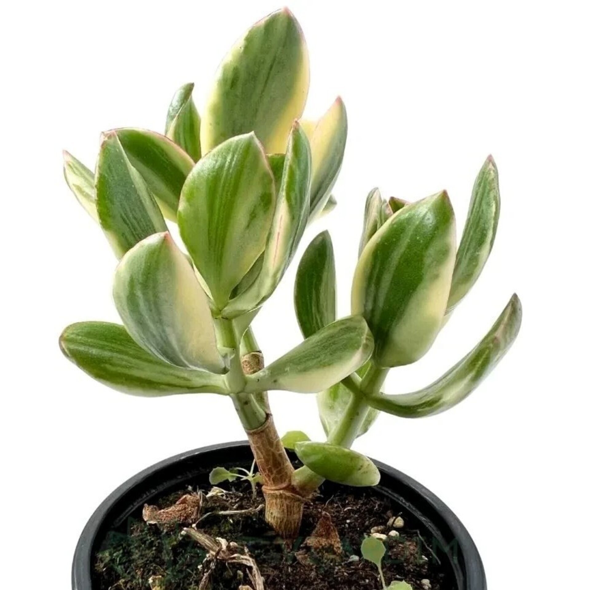 Crassula ovata ‘Lemon and Lime’ - 2
