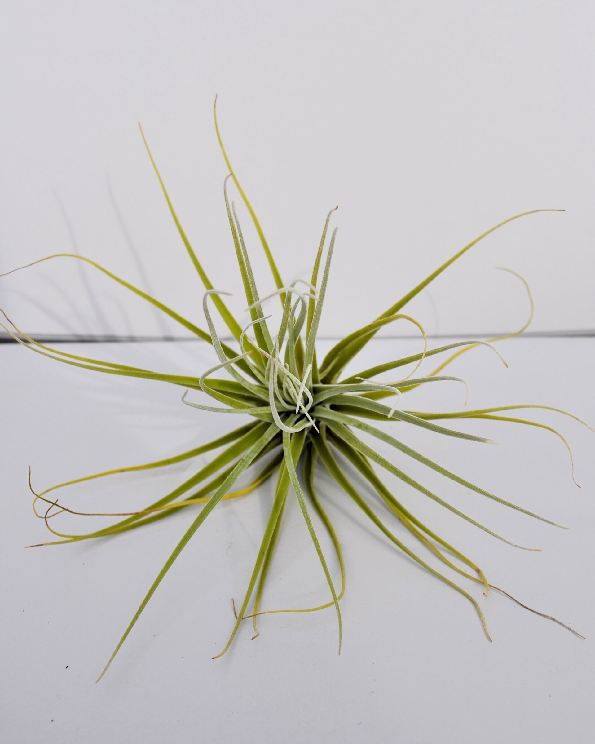Tillandsia velickiana (syn. feldhoffii) - 3