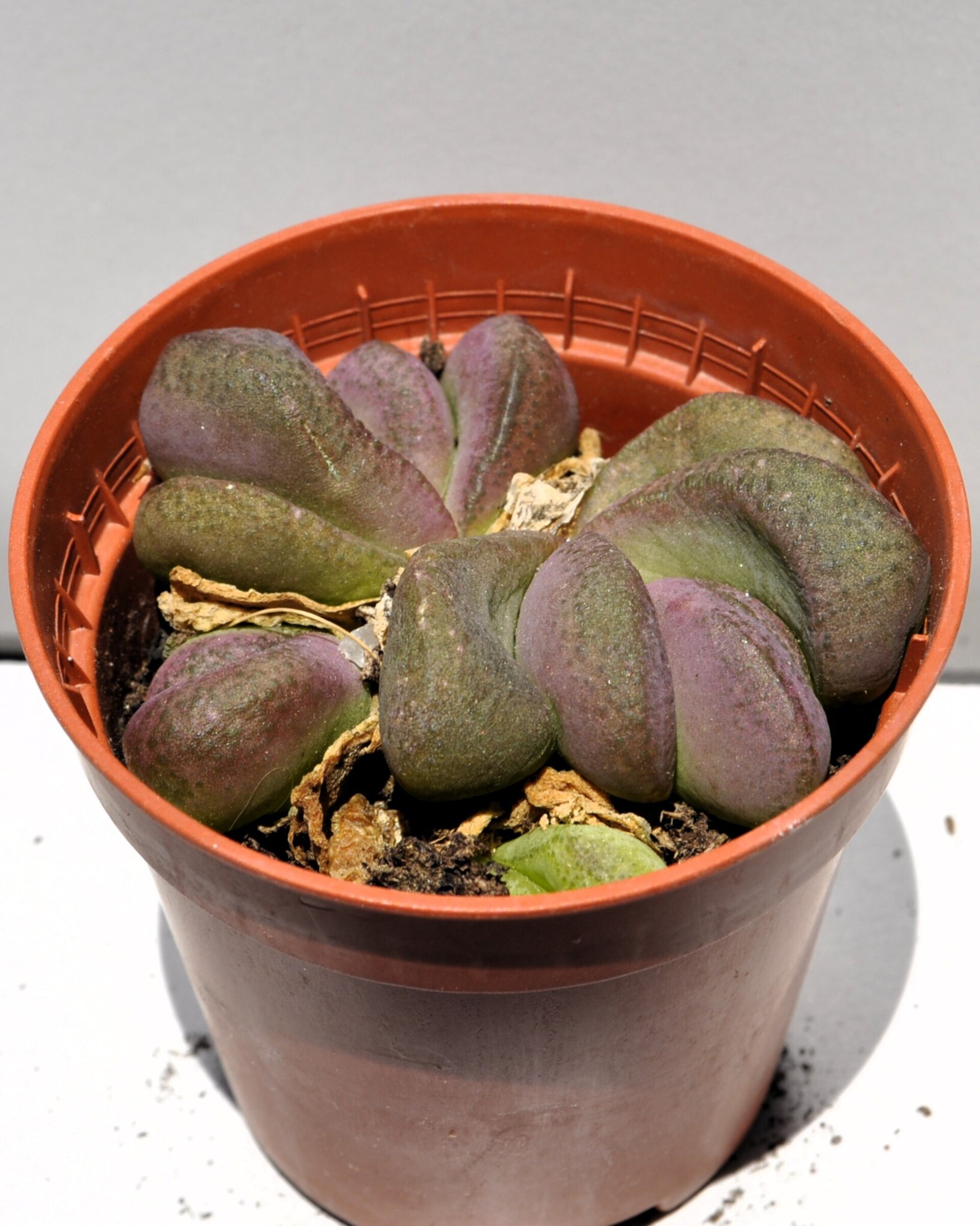 Glottiphyllum pygmaeum M5.5 (lengua de gato) - 3