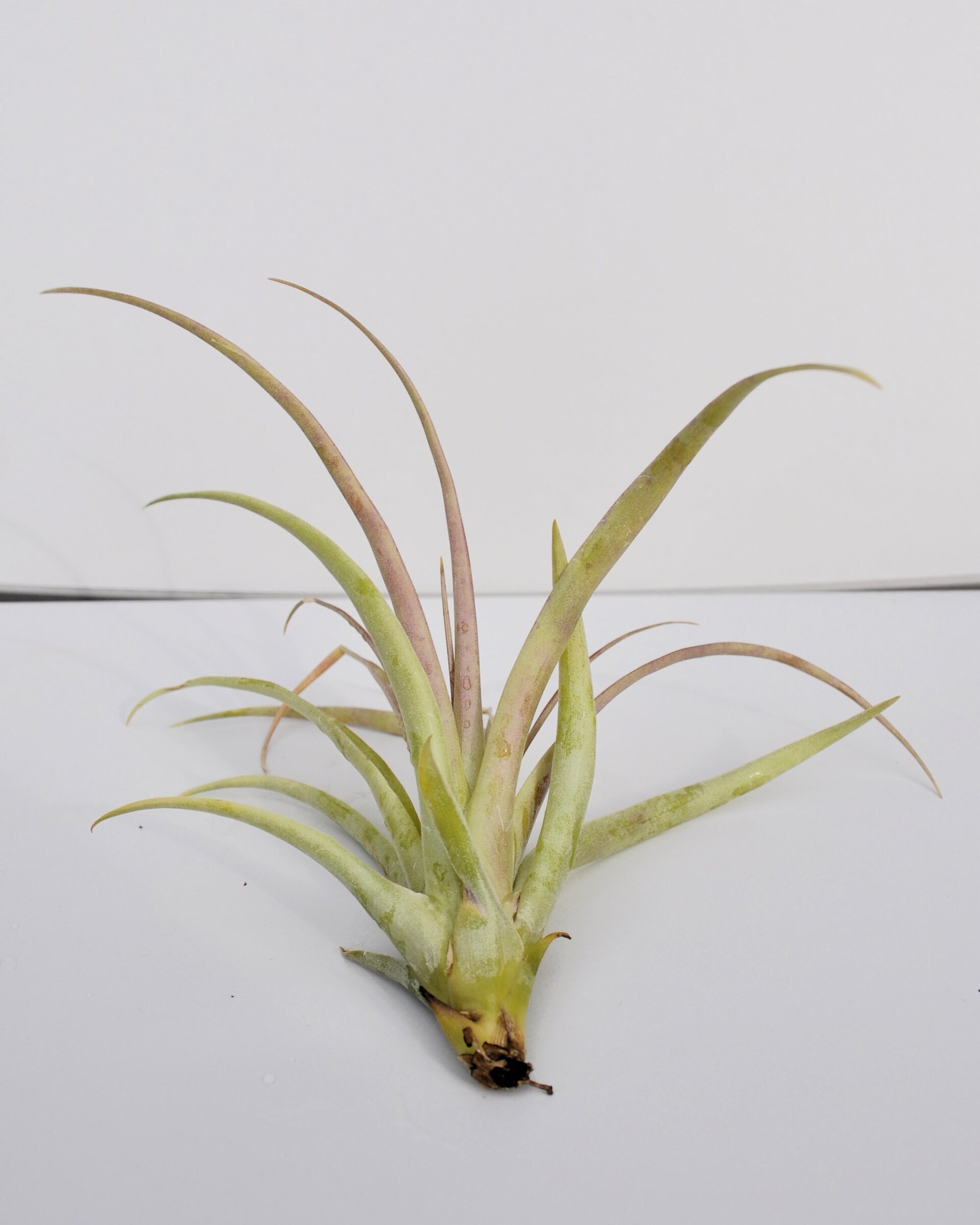 Tillandsia brachycaulos x flabellata - 4