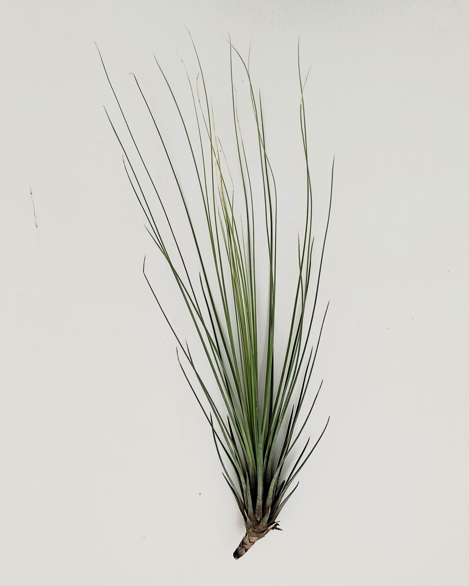 Tillandsia juncifolia - 4