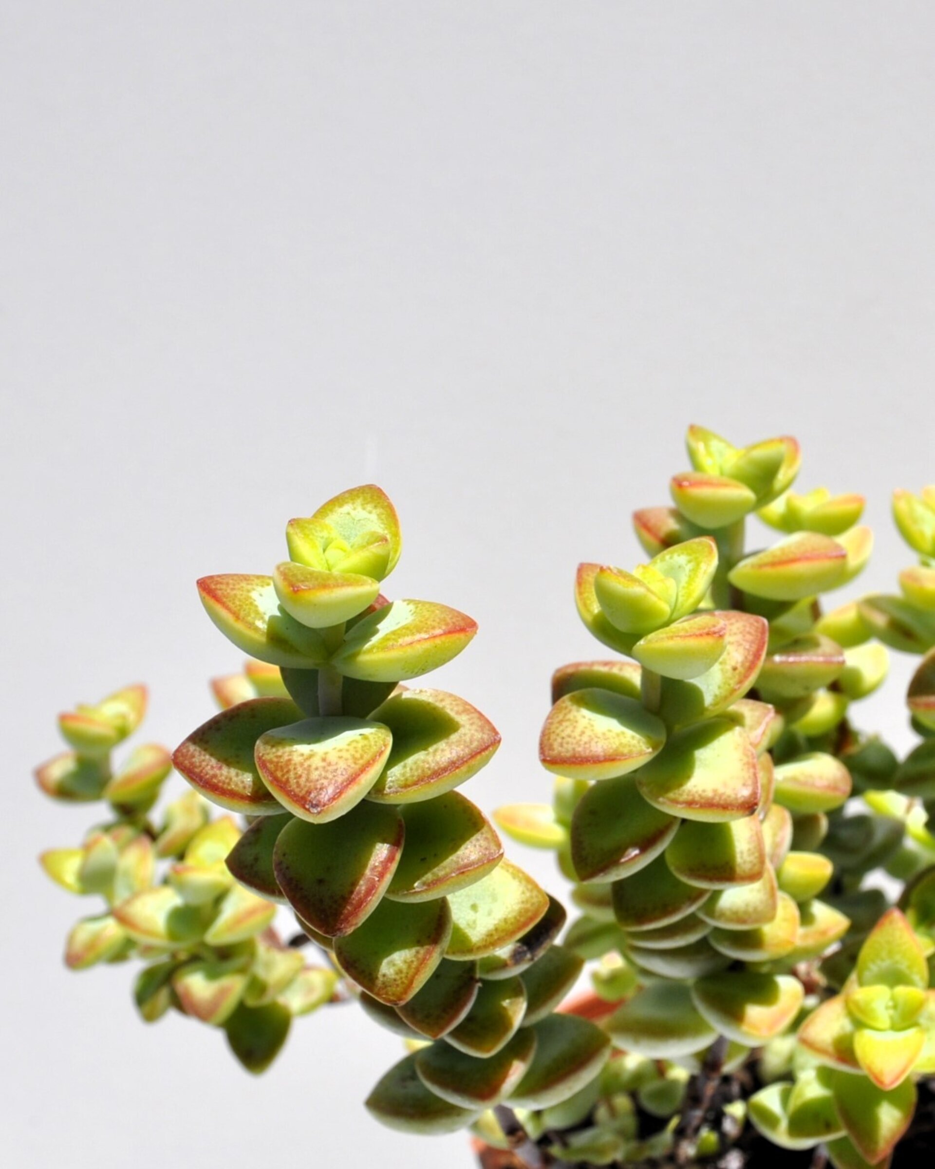 Crassula perforata - 1