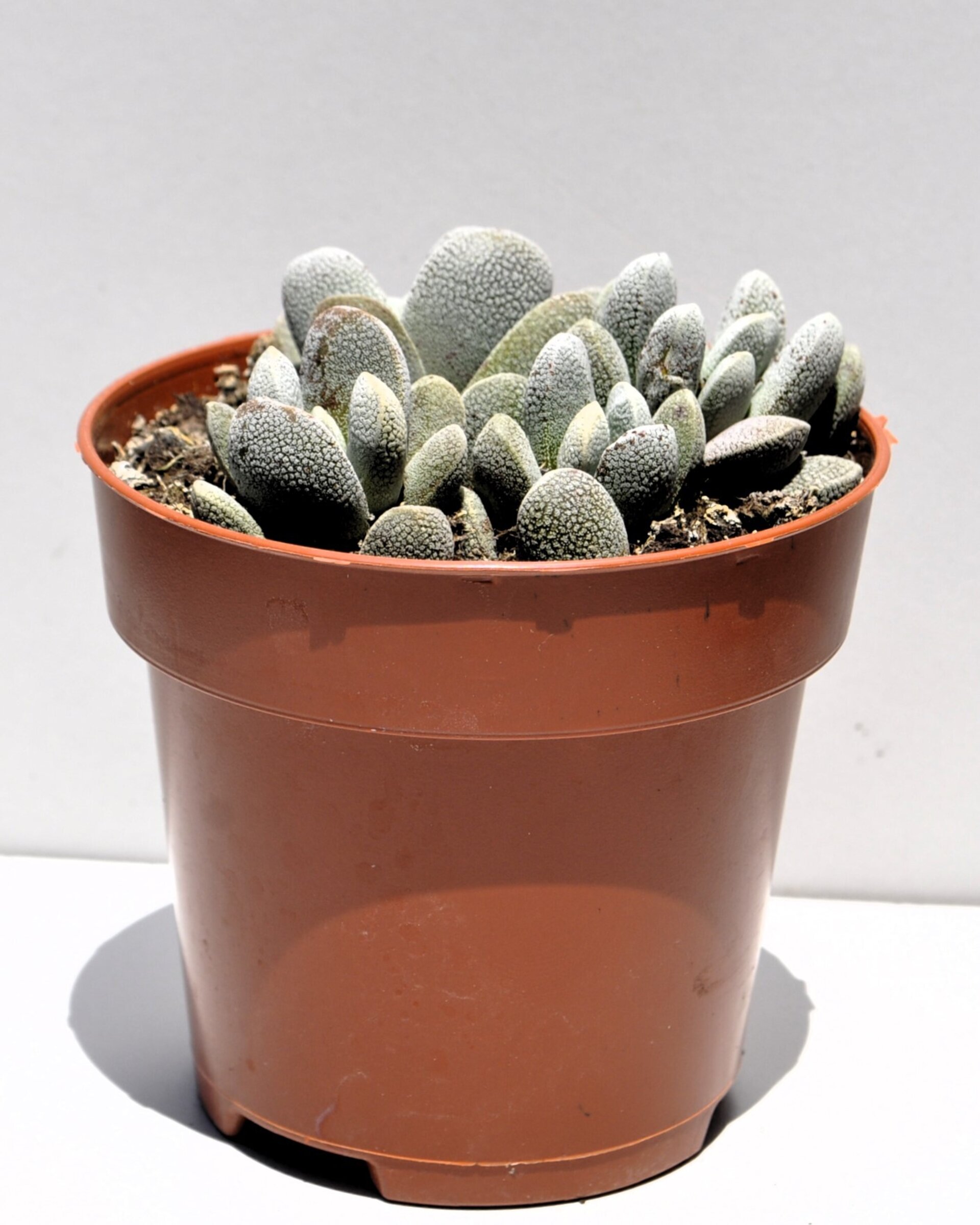 Crassula tecta - 6