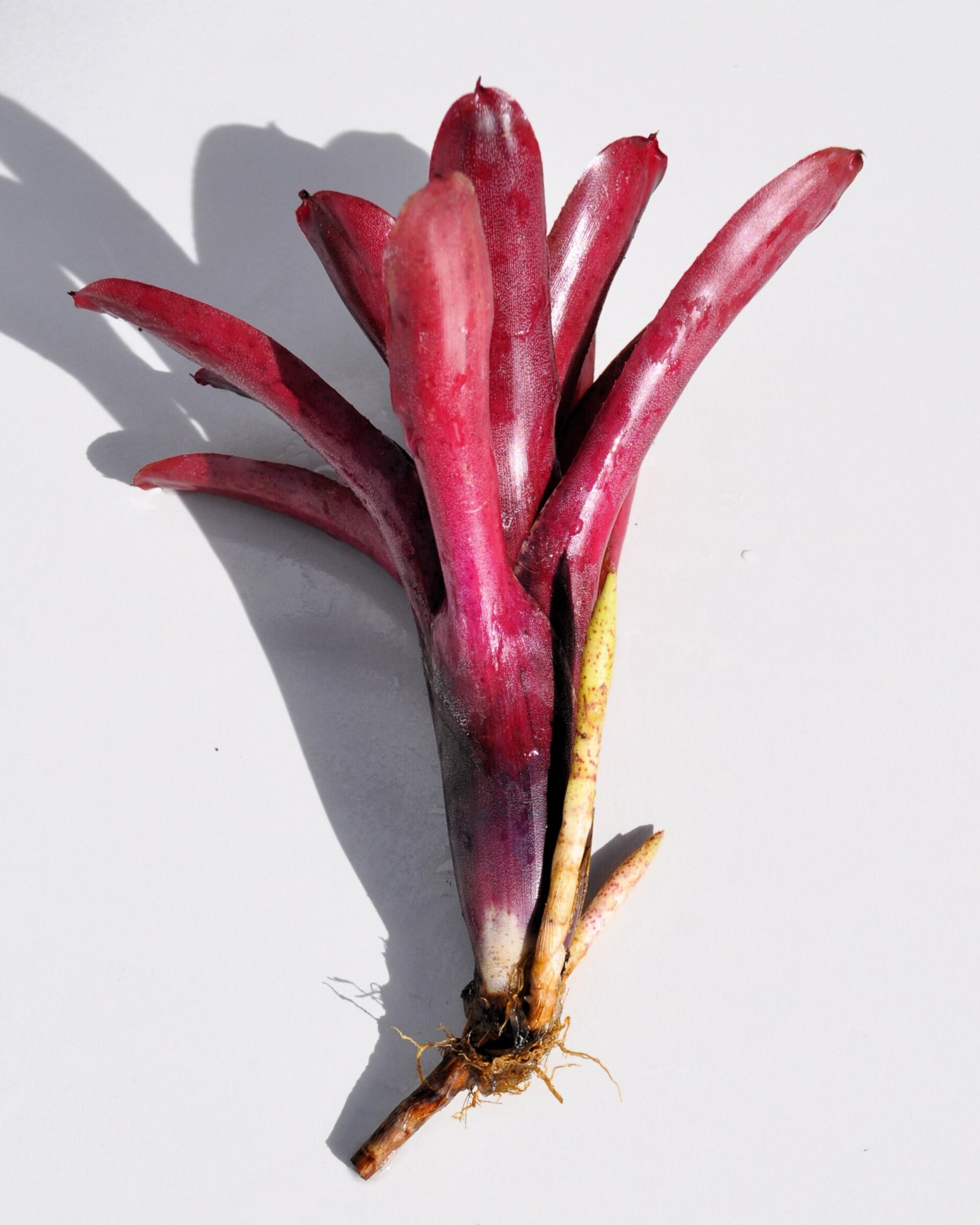 Neoregelia 'Amazon' - 2
