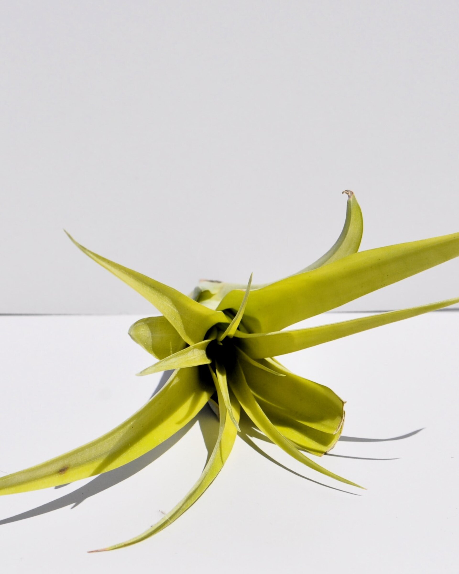 Tillandsia flabellata var. rubra - 3