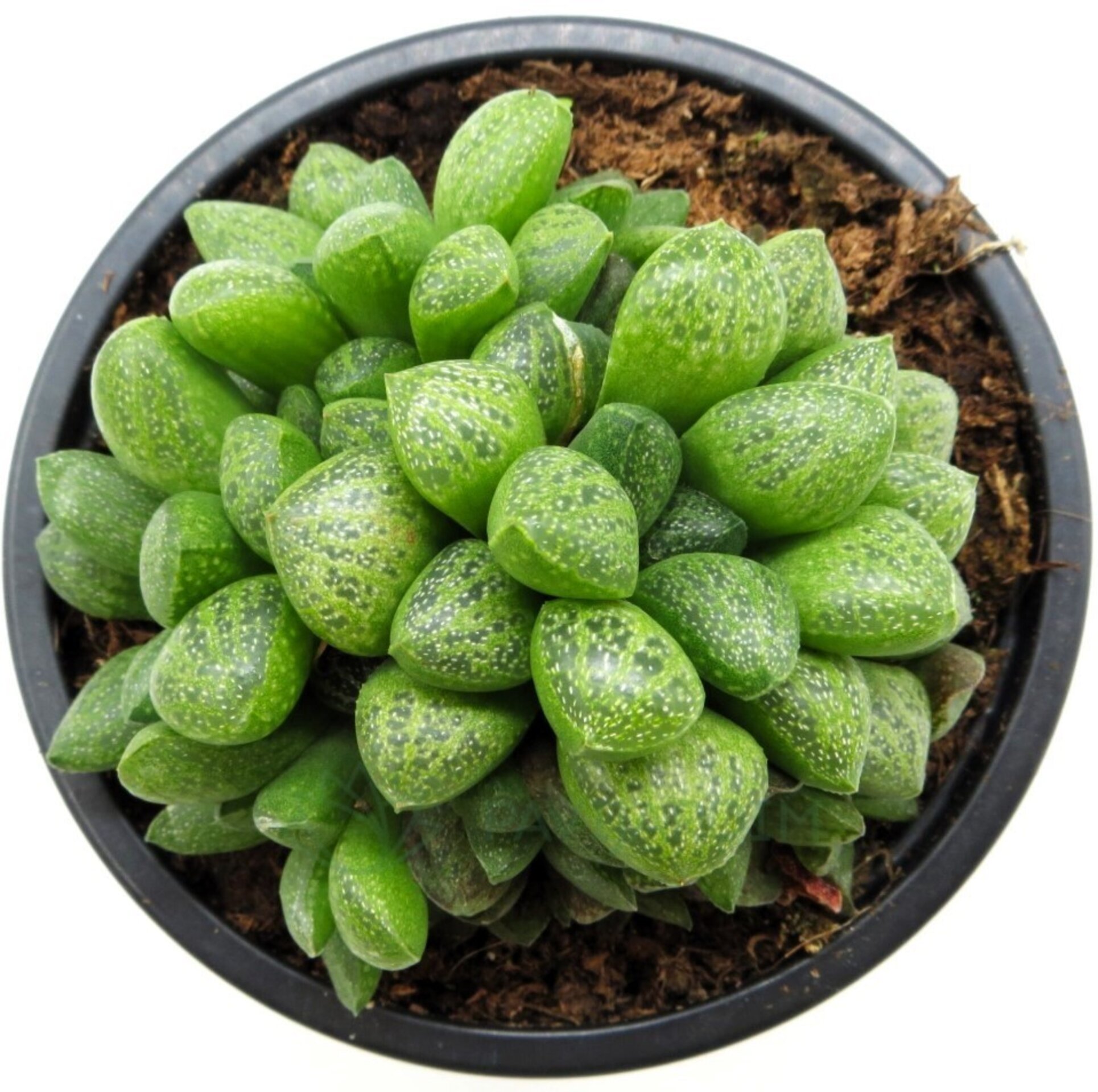 Lote Haworthias Curiosas - 3 ejemplares - 3