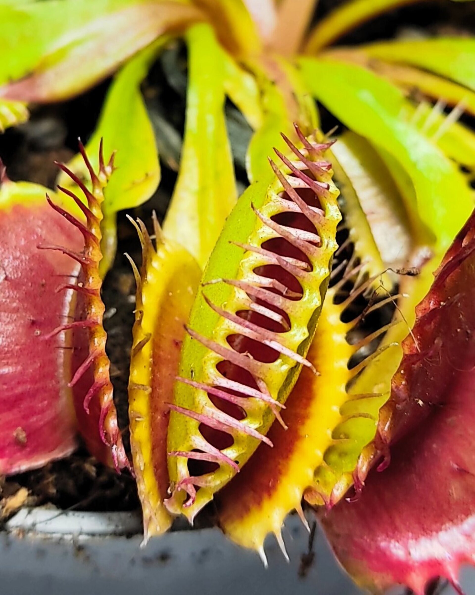 Dionaea muscipula (venus atrapamoscas) - 2