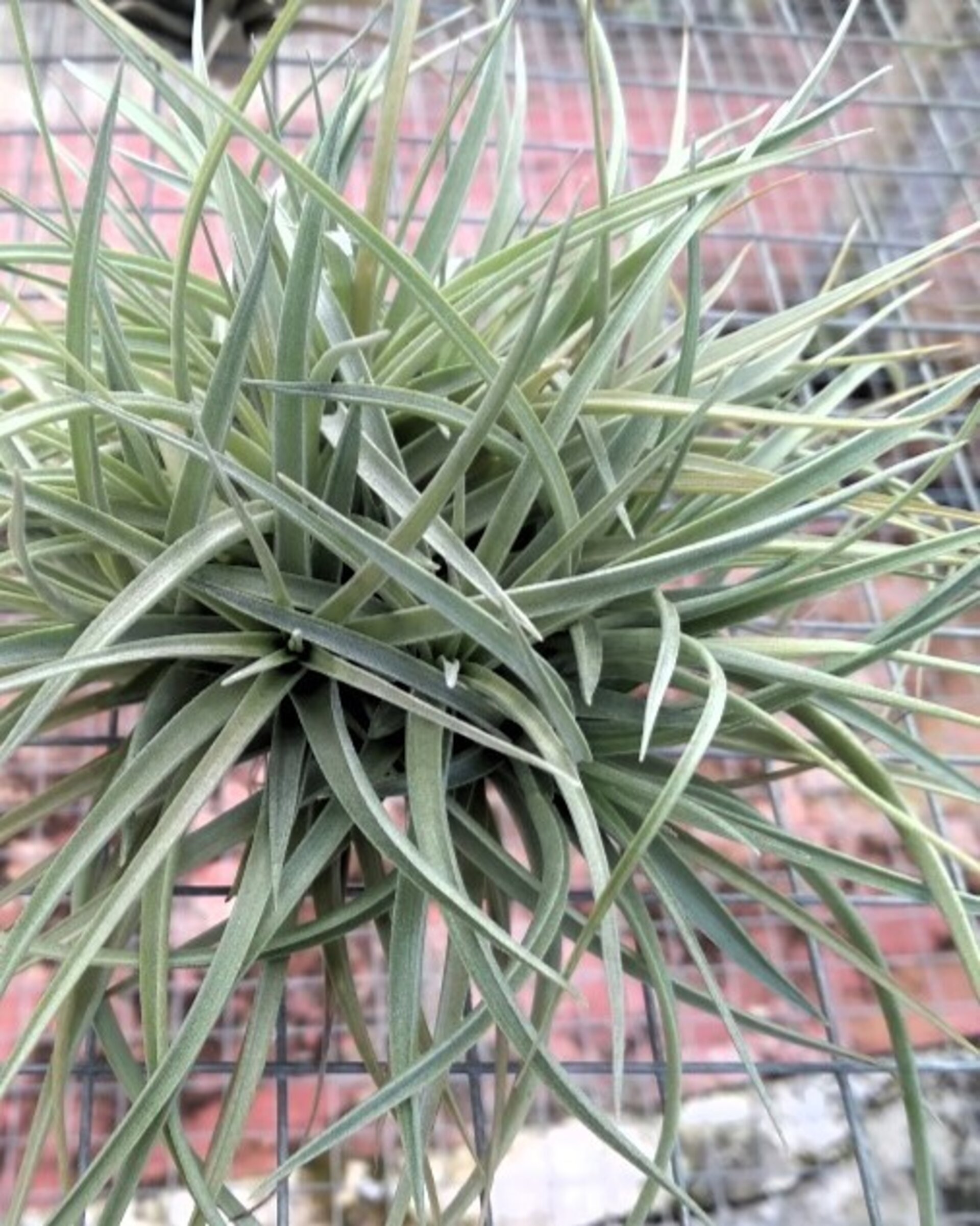 Tillandsia aeranthos "clump" (mata) - 1