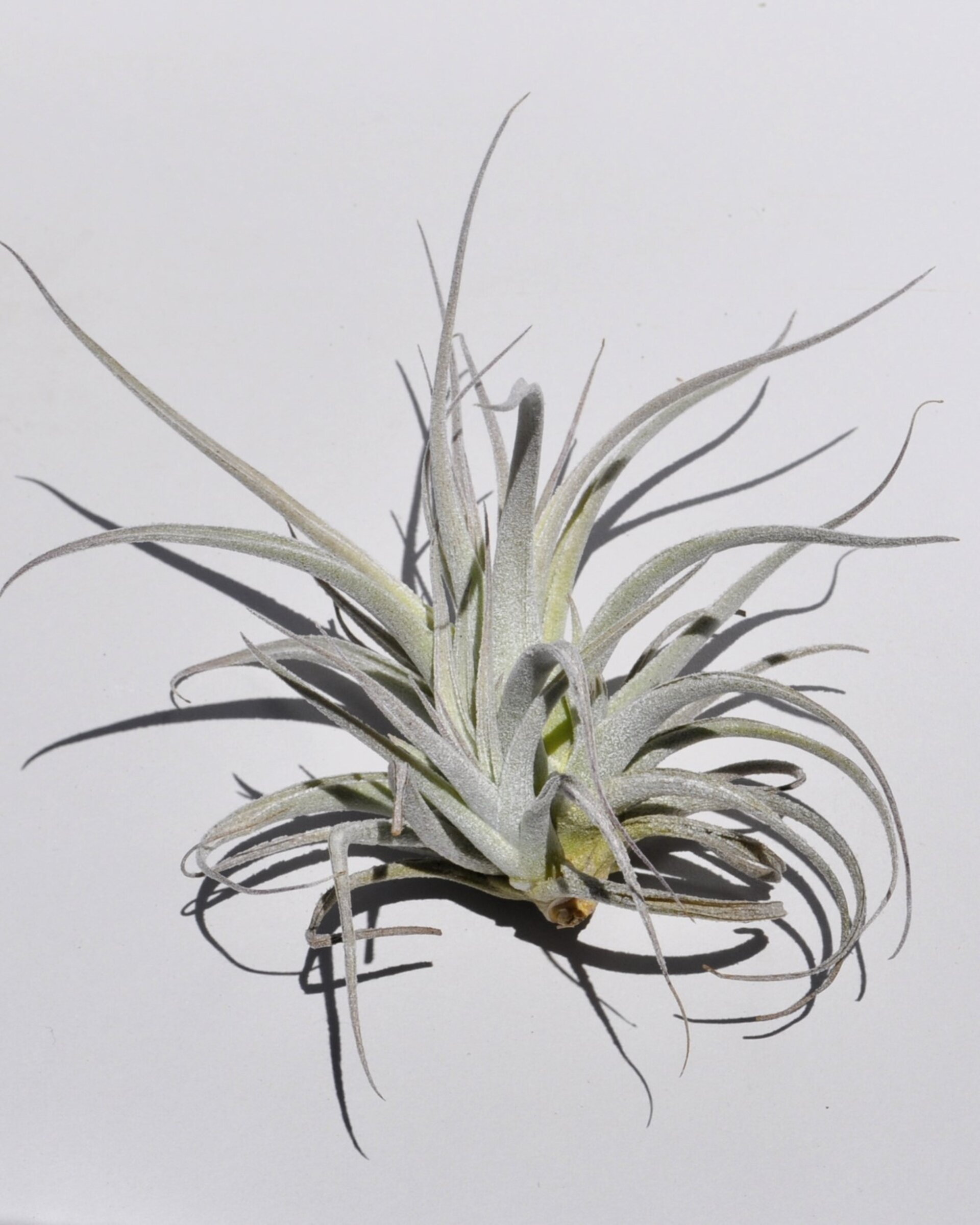 Tillandsia leonamiana - 3