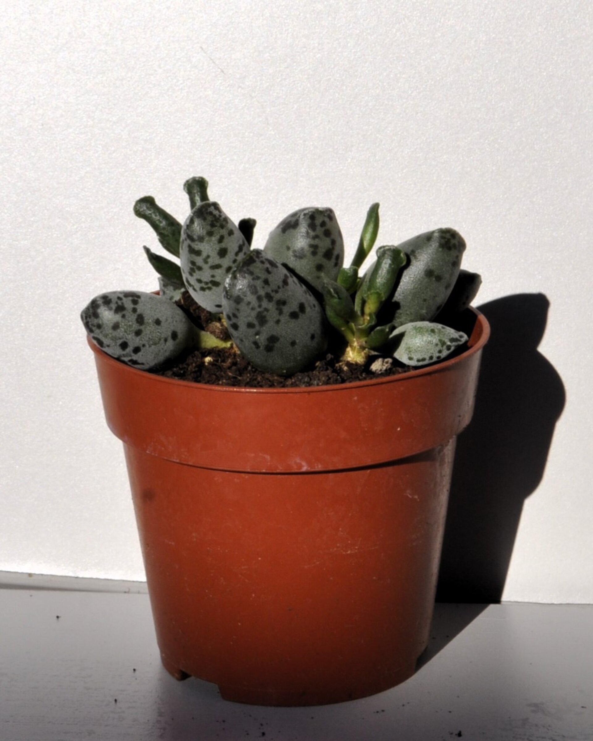 Adromischus cooperi var. festivus - 2