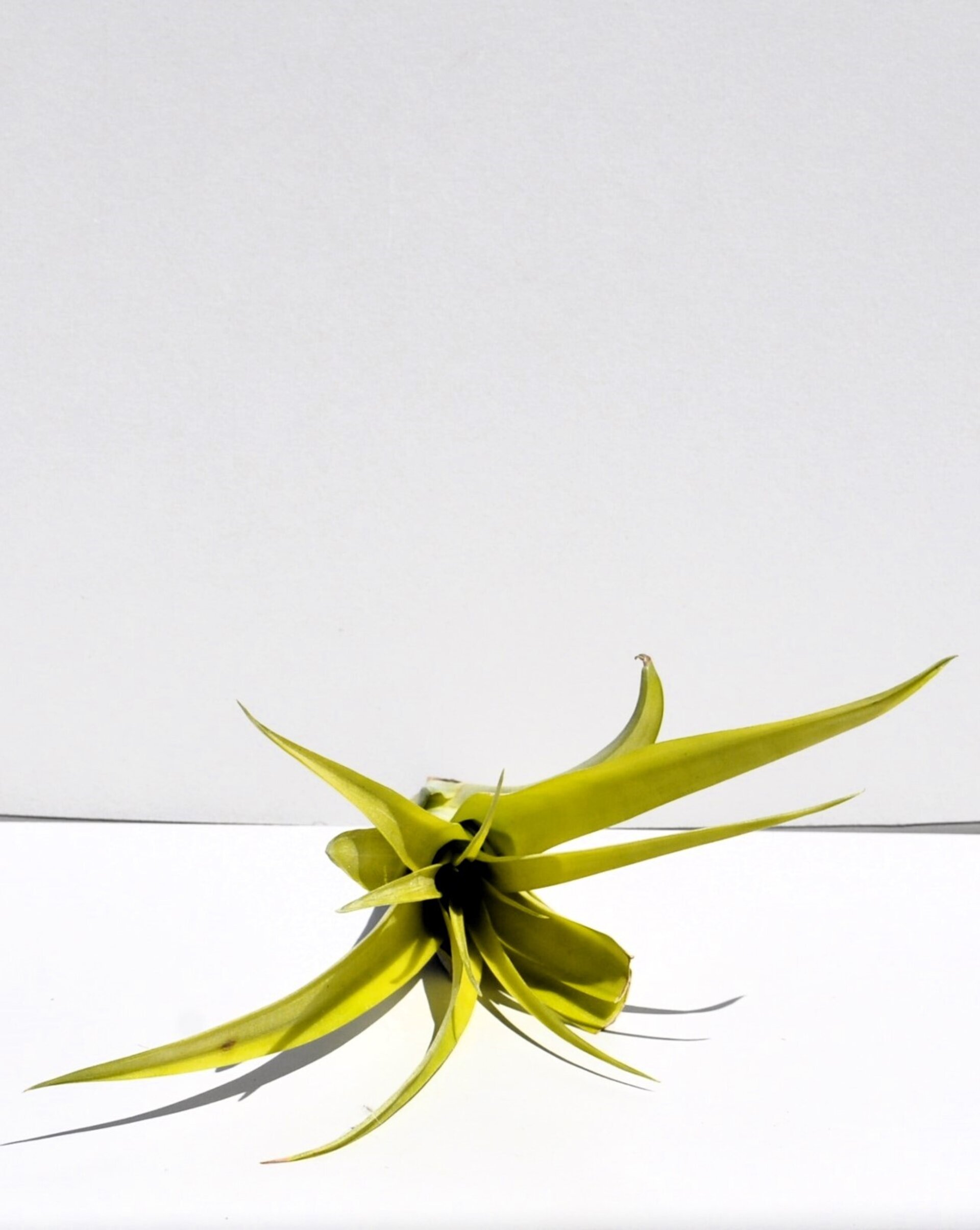 Tillandsia flabellata var. rubra - 3