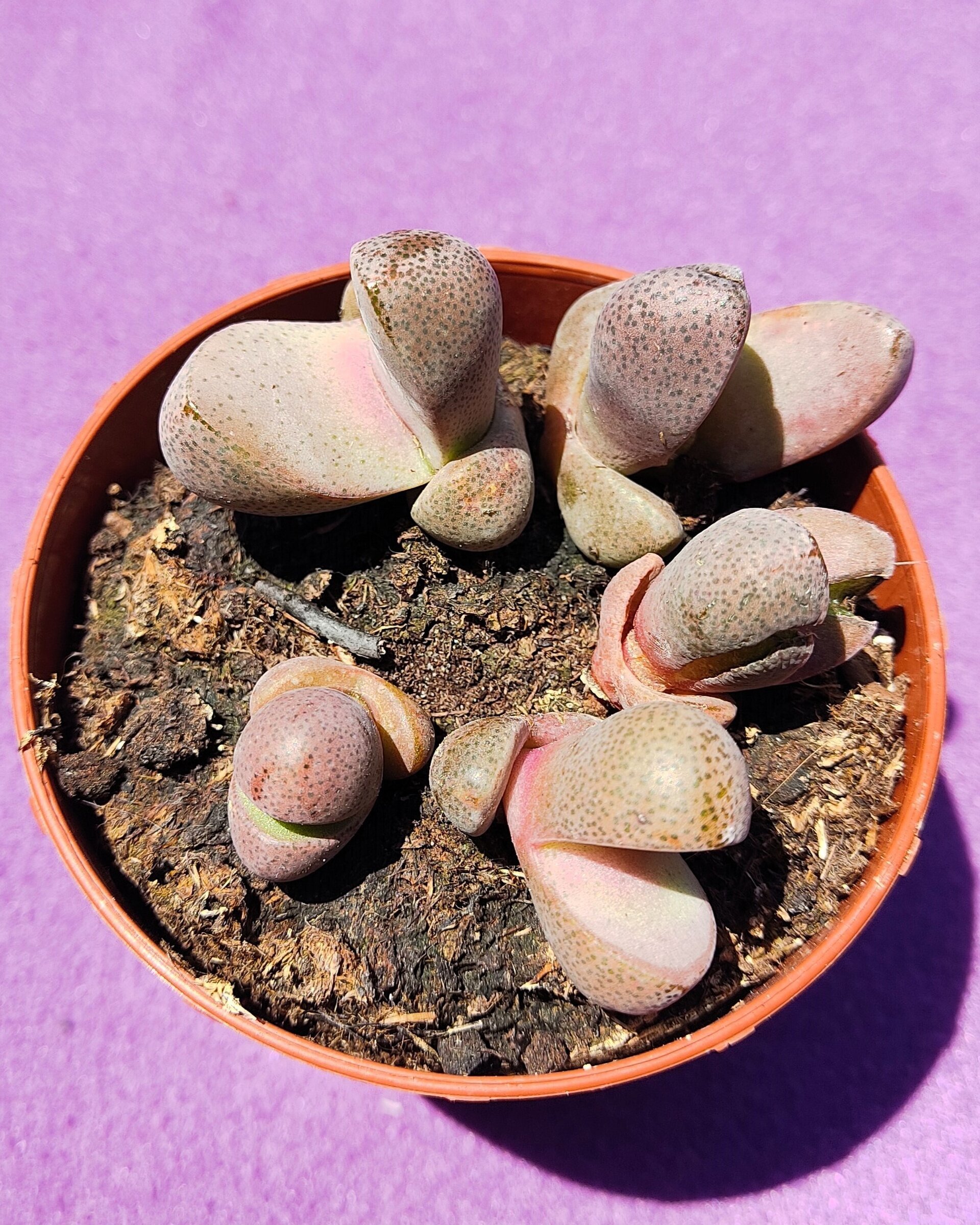 Pleiospilos nelii 'Royal Flush' - 1