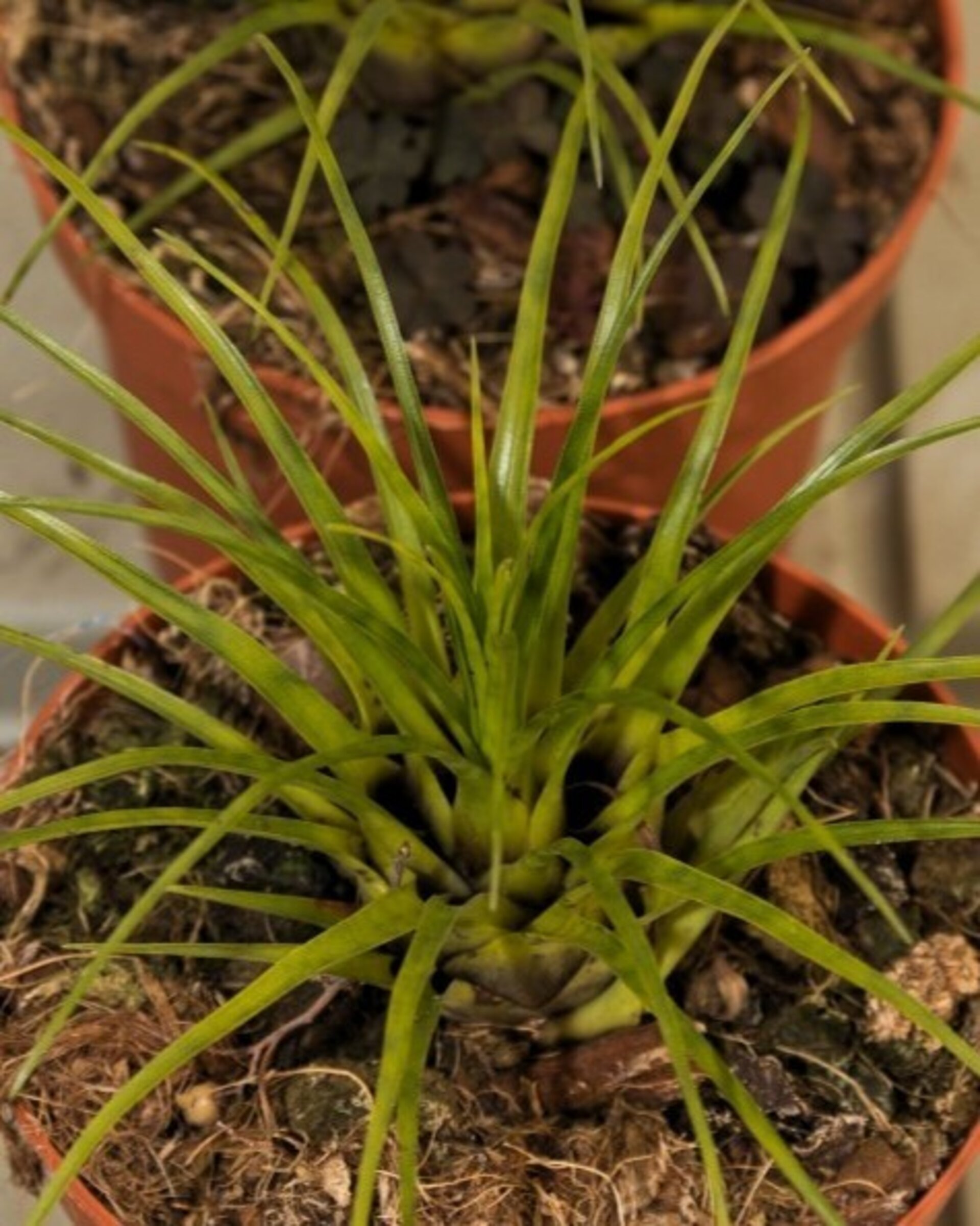 Vriesea correia araujoi - 1