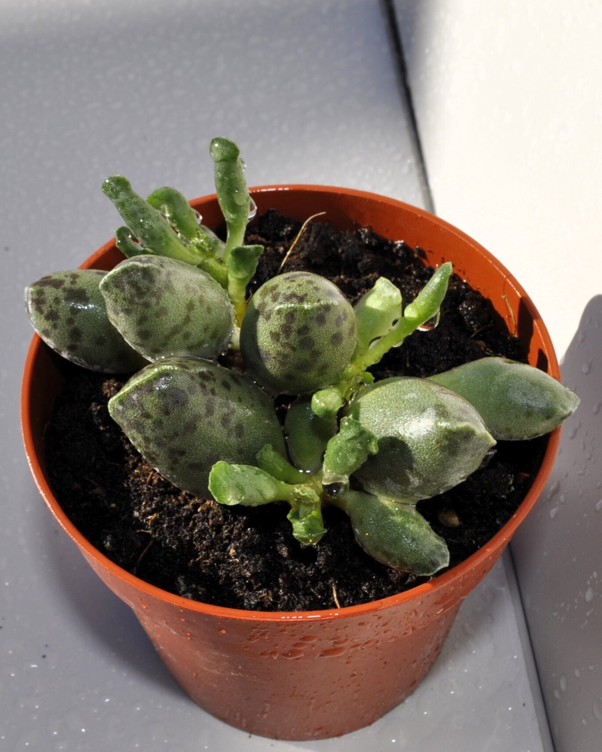 Adromischus cooperi var. festivus - 5