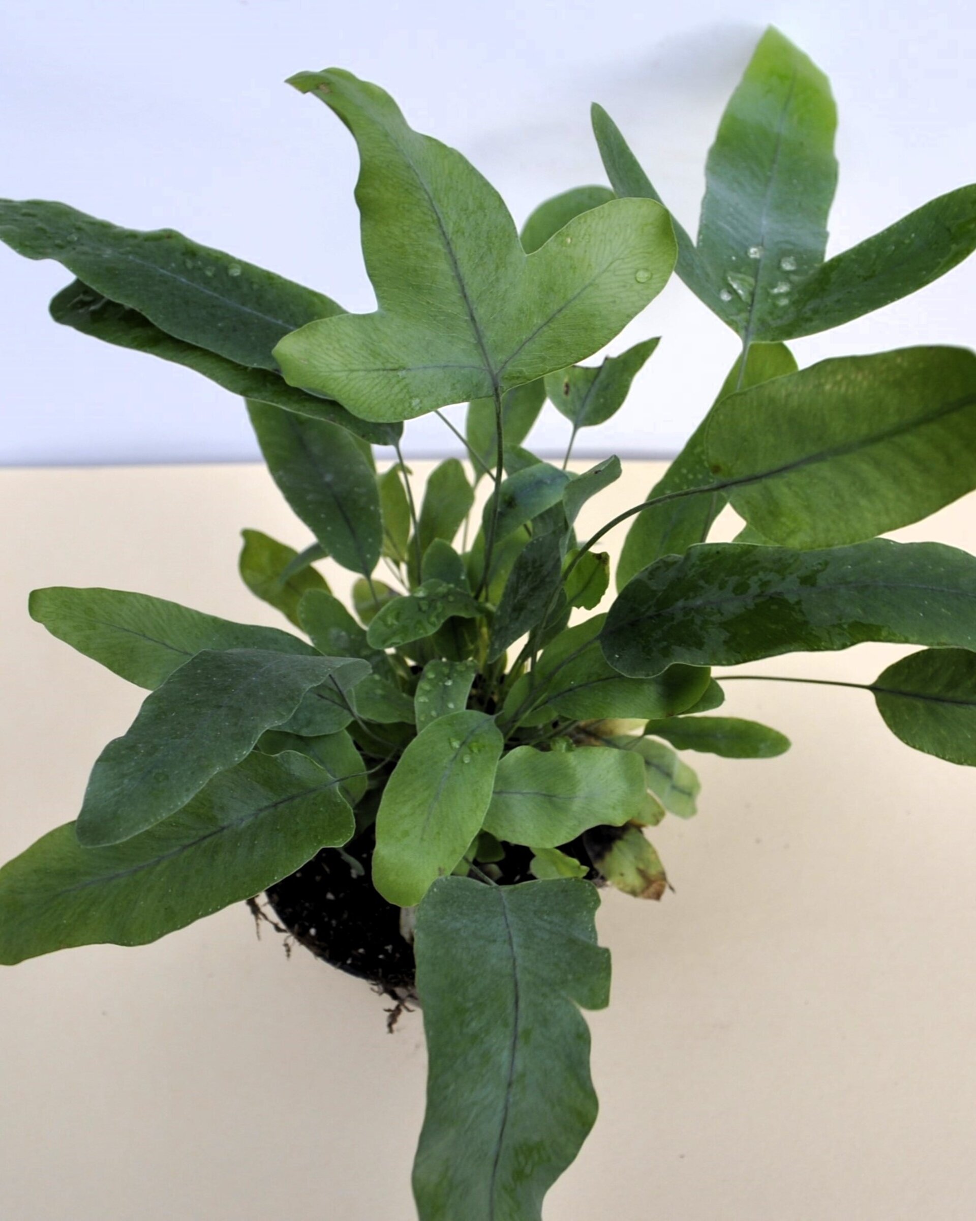 Phlebodium aureum 'Blue Star' (helecho azul) - 2