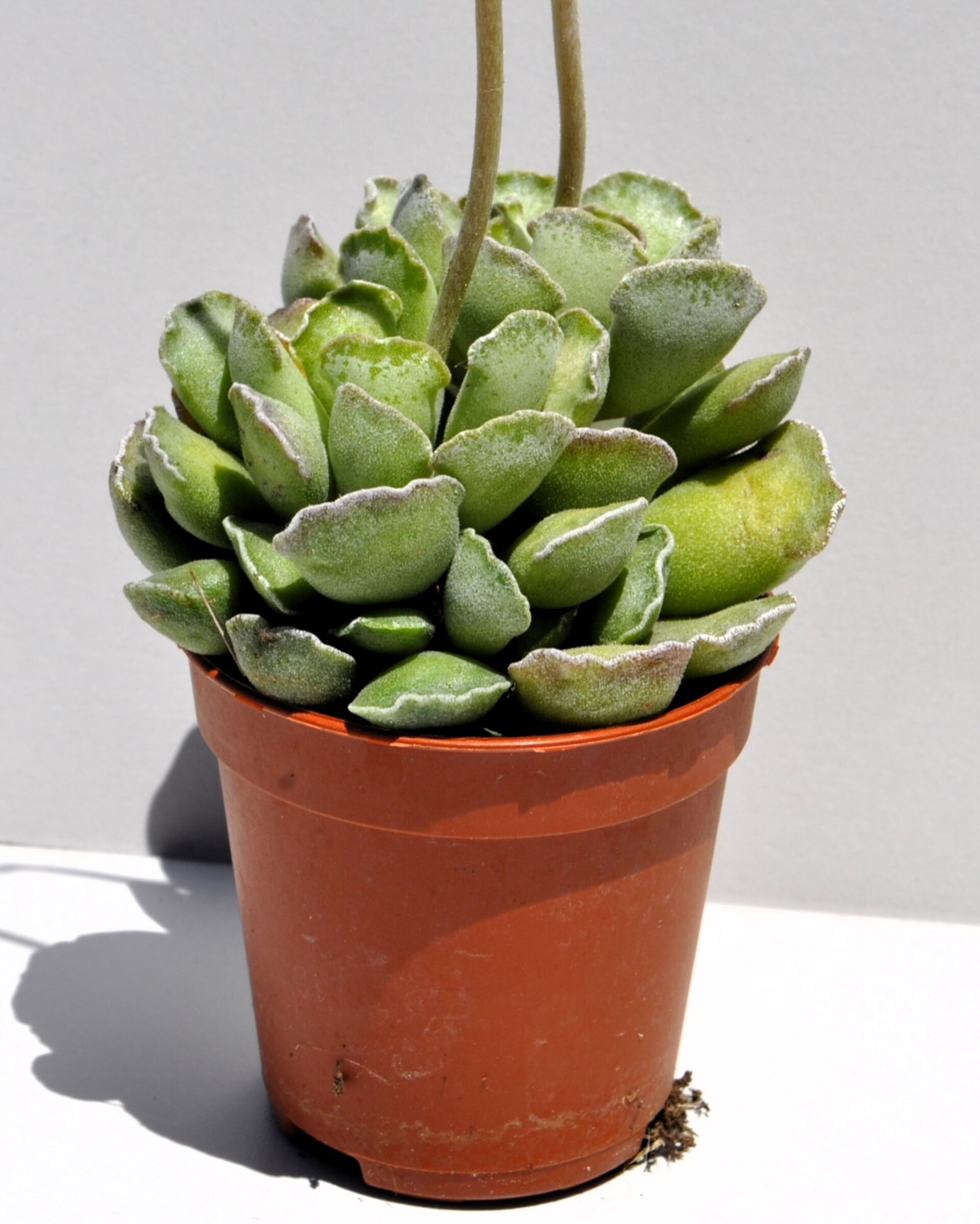 Adromischus cristatus - 3