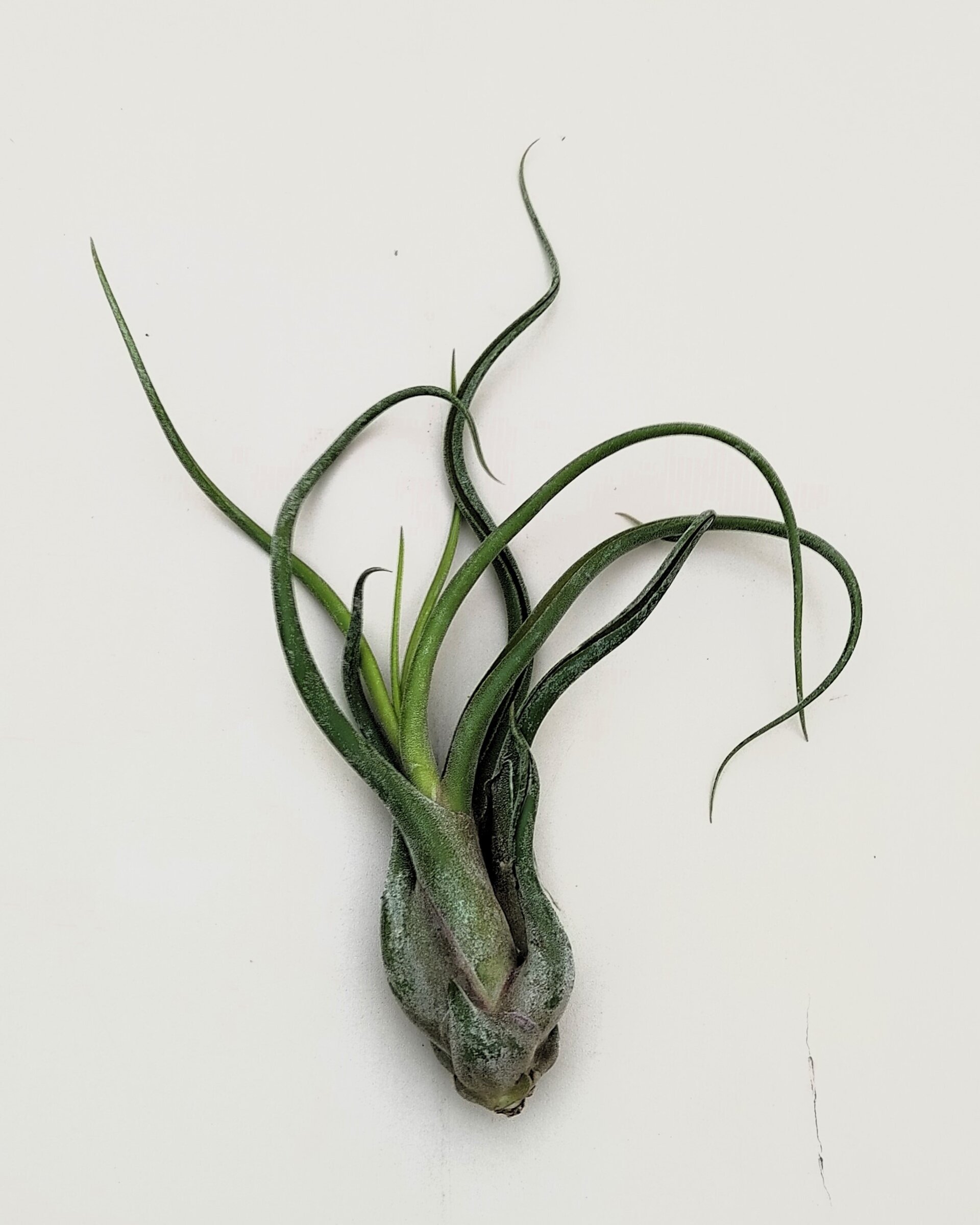 Tillandsia caput-medusae (planta pulpo) [medium] - 6