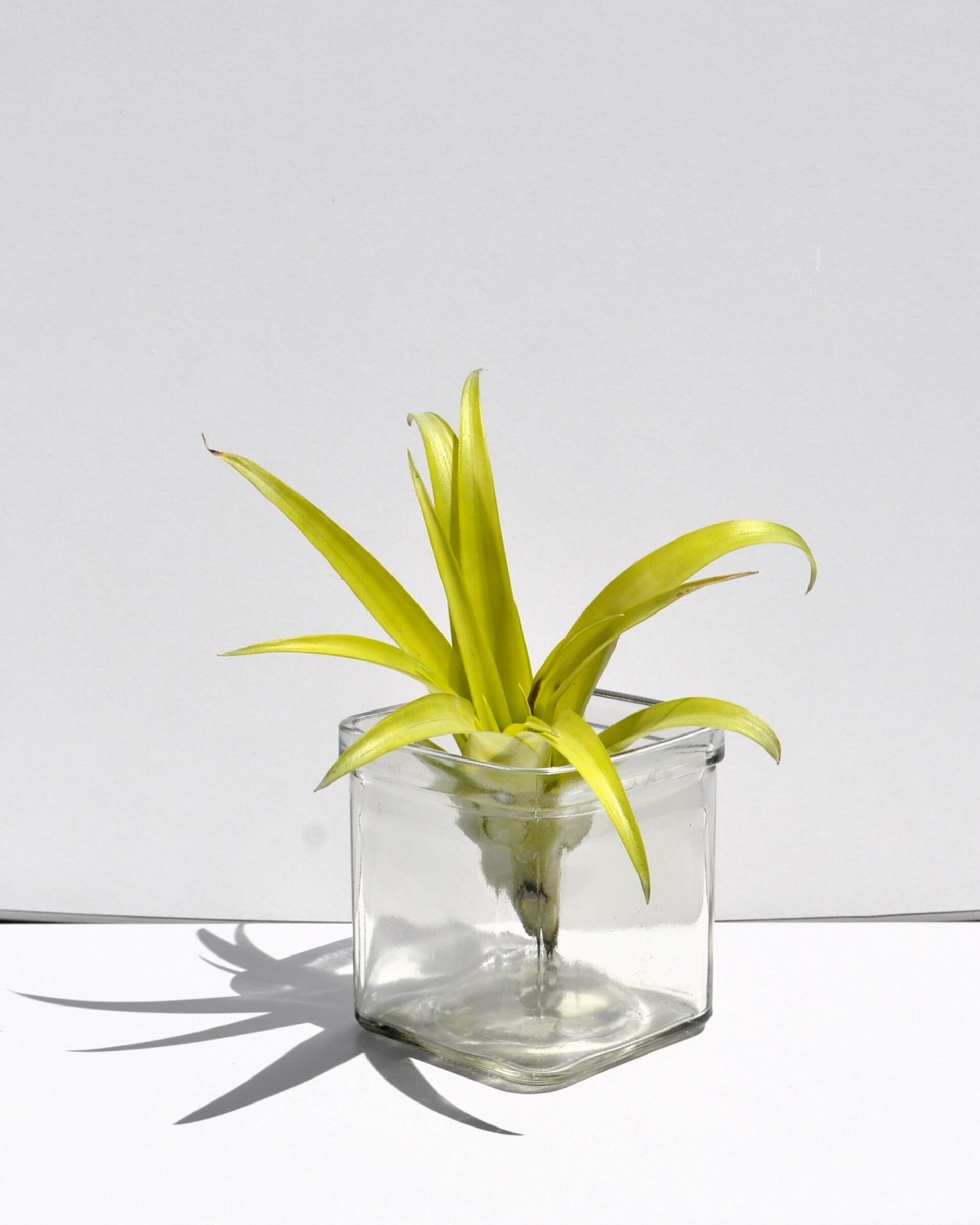 Tillandsia flabellata var. rubra - 5