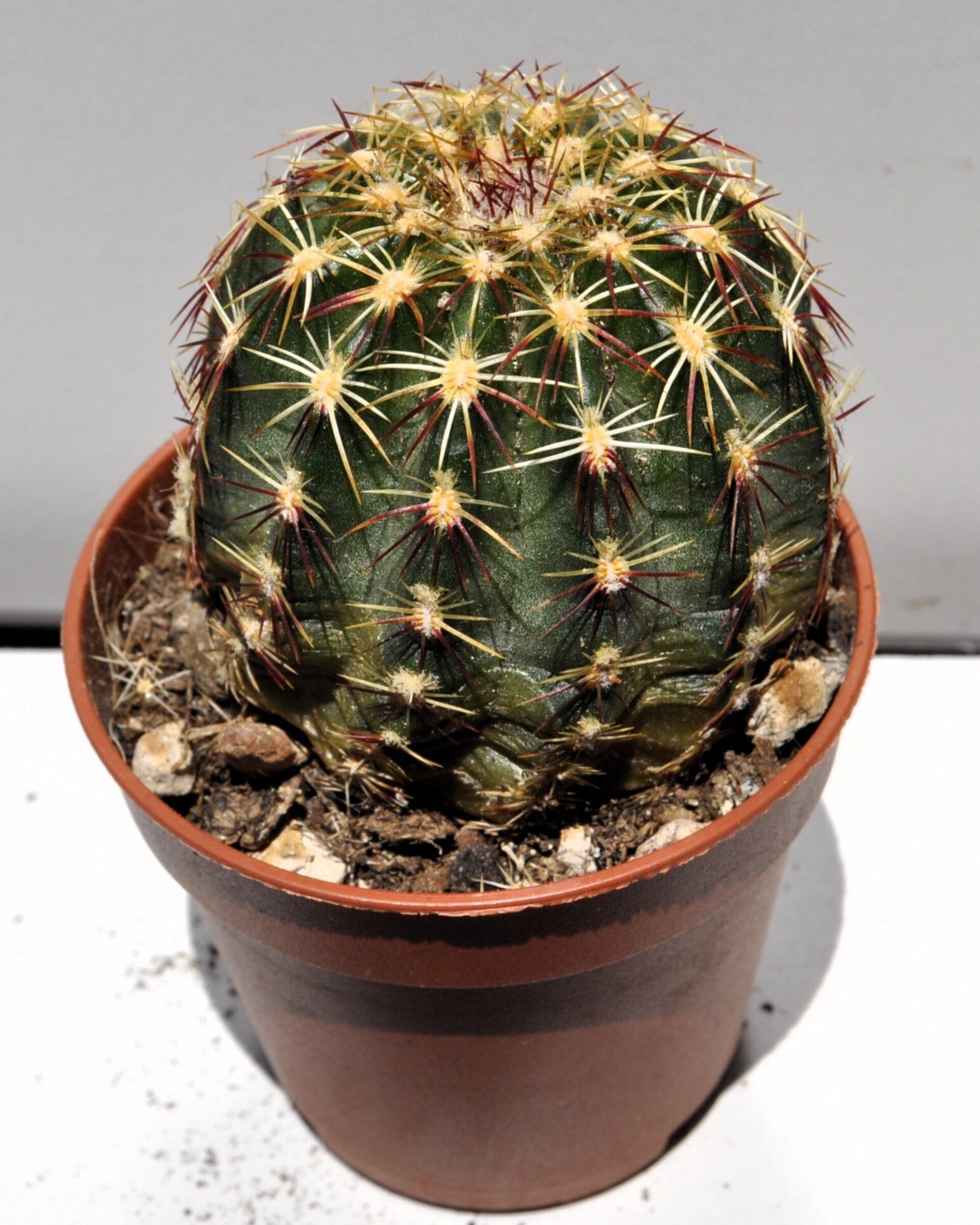 Echinocereus viridiflorus M 5.5 (cactus erizo verde) - 2
