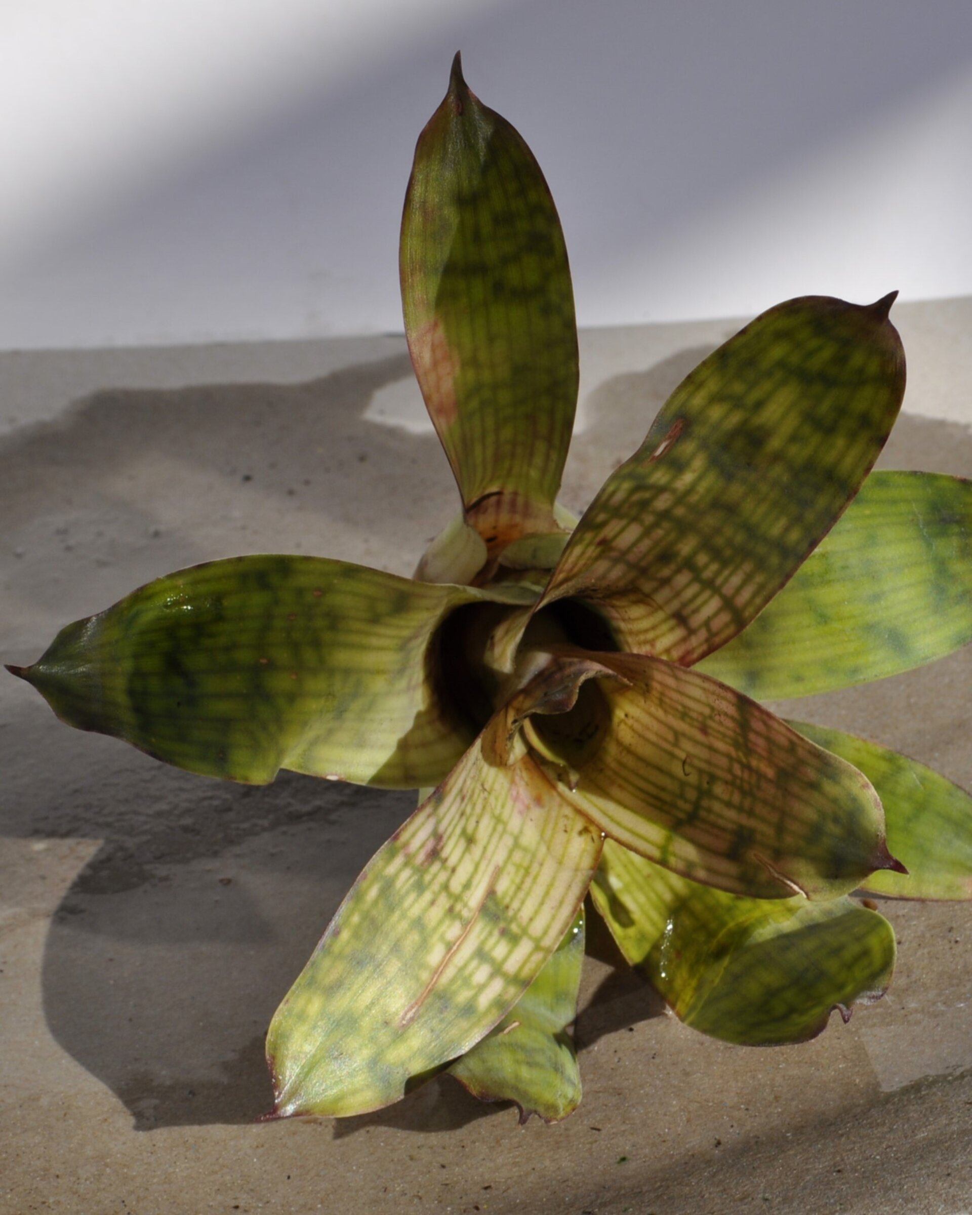 Vriesea gigantea 'Nova' [mini] - 4