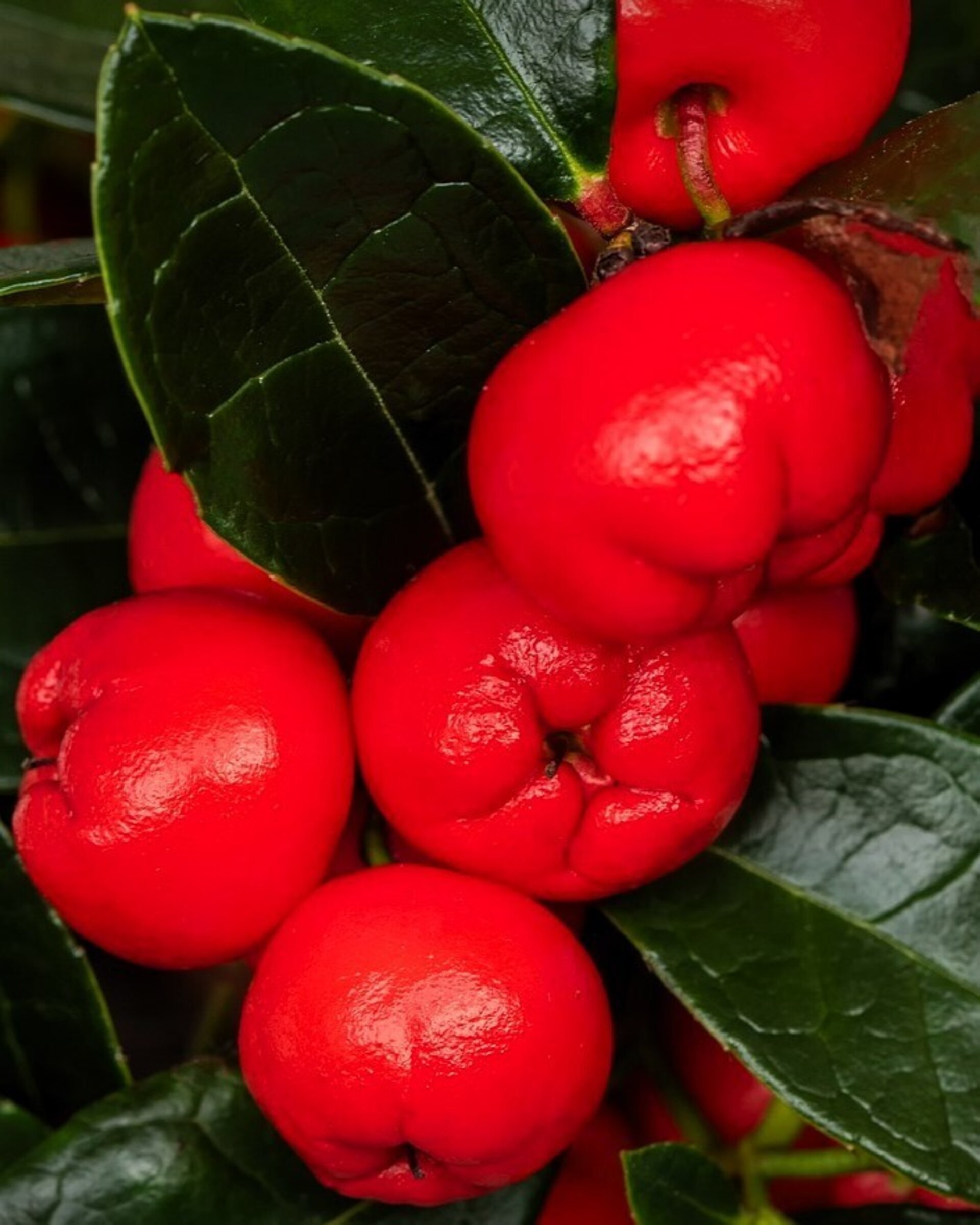 Gaultheria procumbens 'Big Berry' (gaulteria) - 2