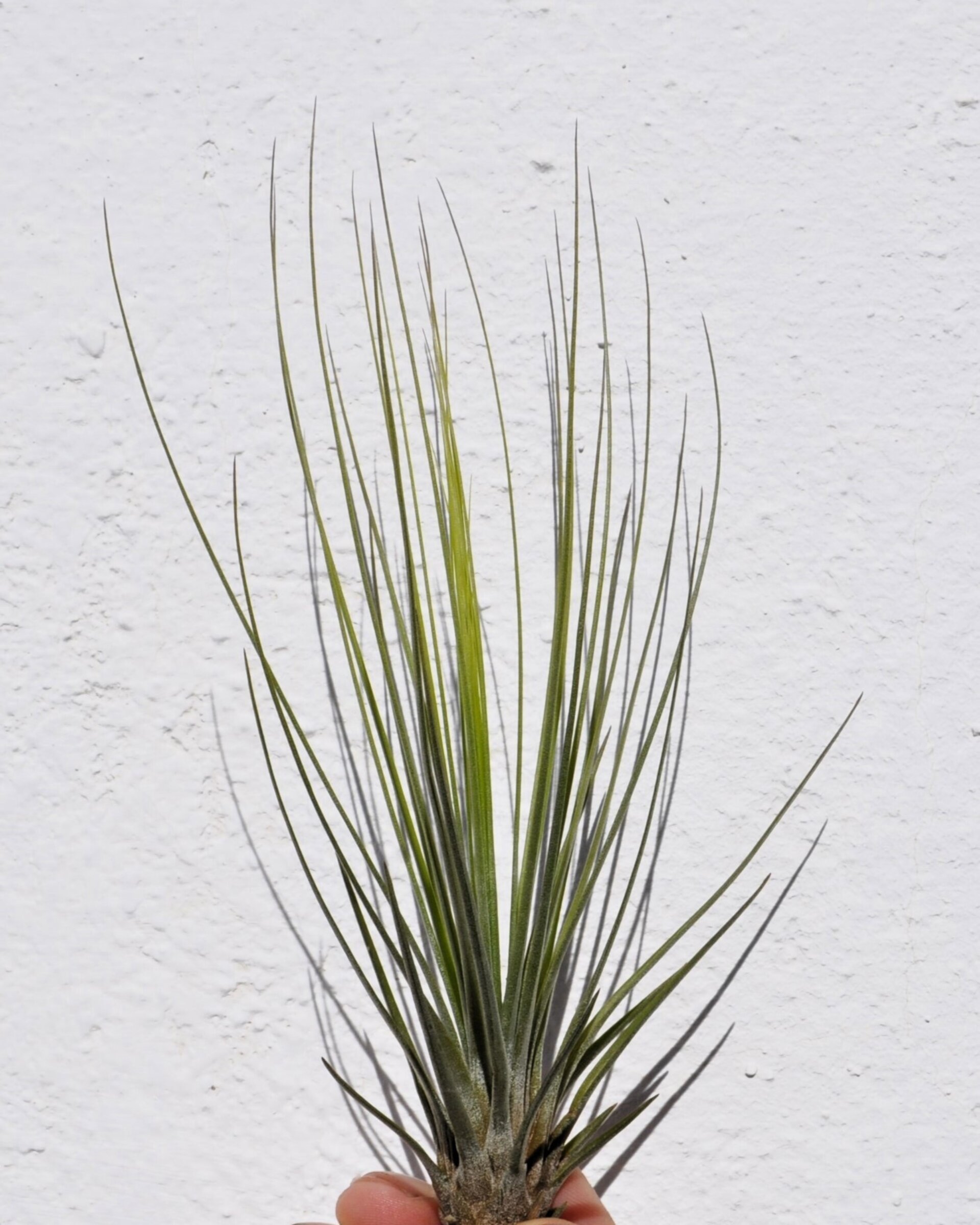 Tillandsia juncifolia - 7