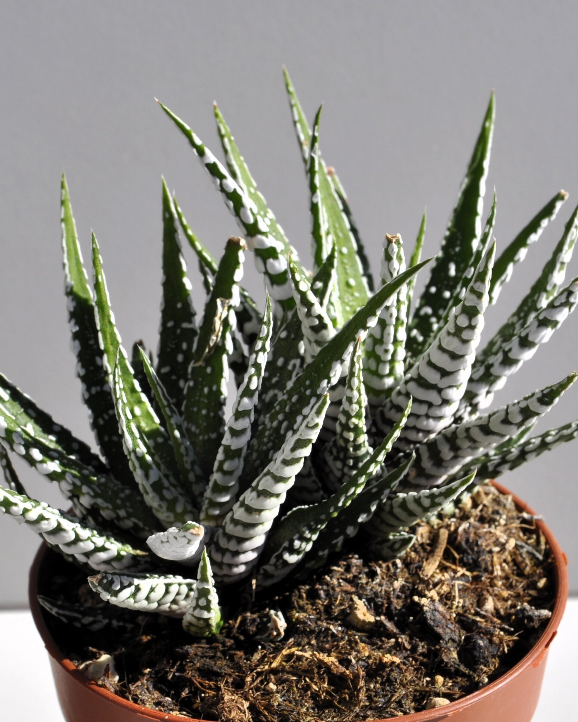 Haworthiopsis attenuata (= Haworthia attenuata) (planta cebra) - 4