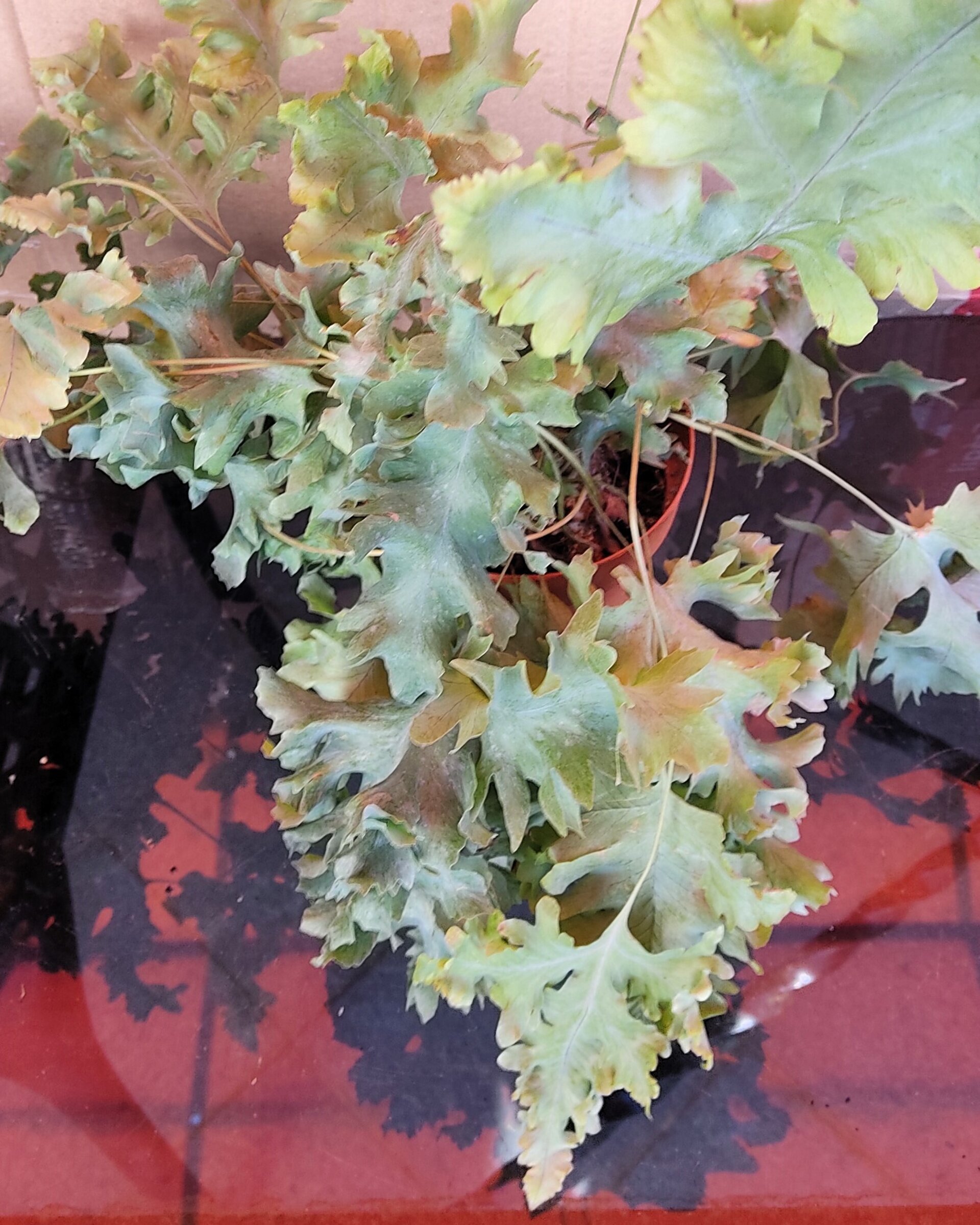 Phlebodium aureum 'Davana' (helecho azul) - 2