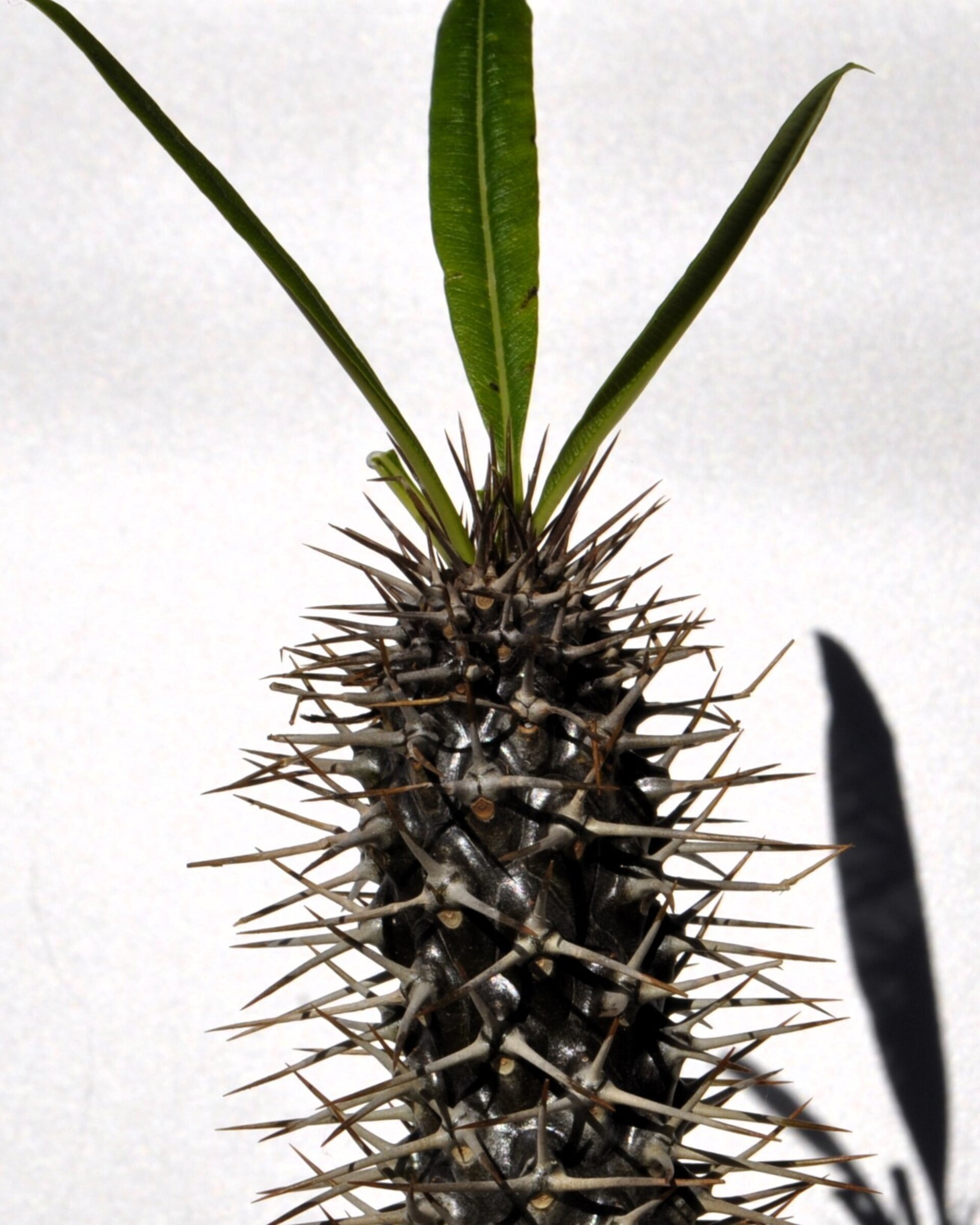 Pachypodium lamerei (palma de Madagascar) - 7