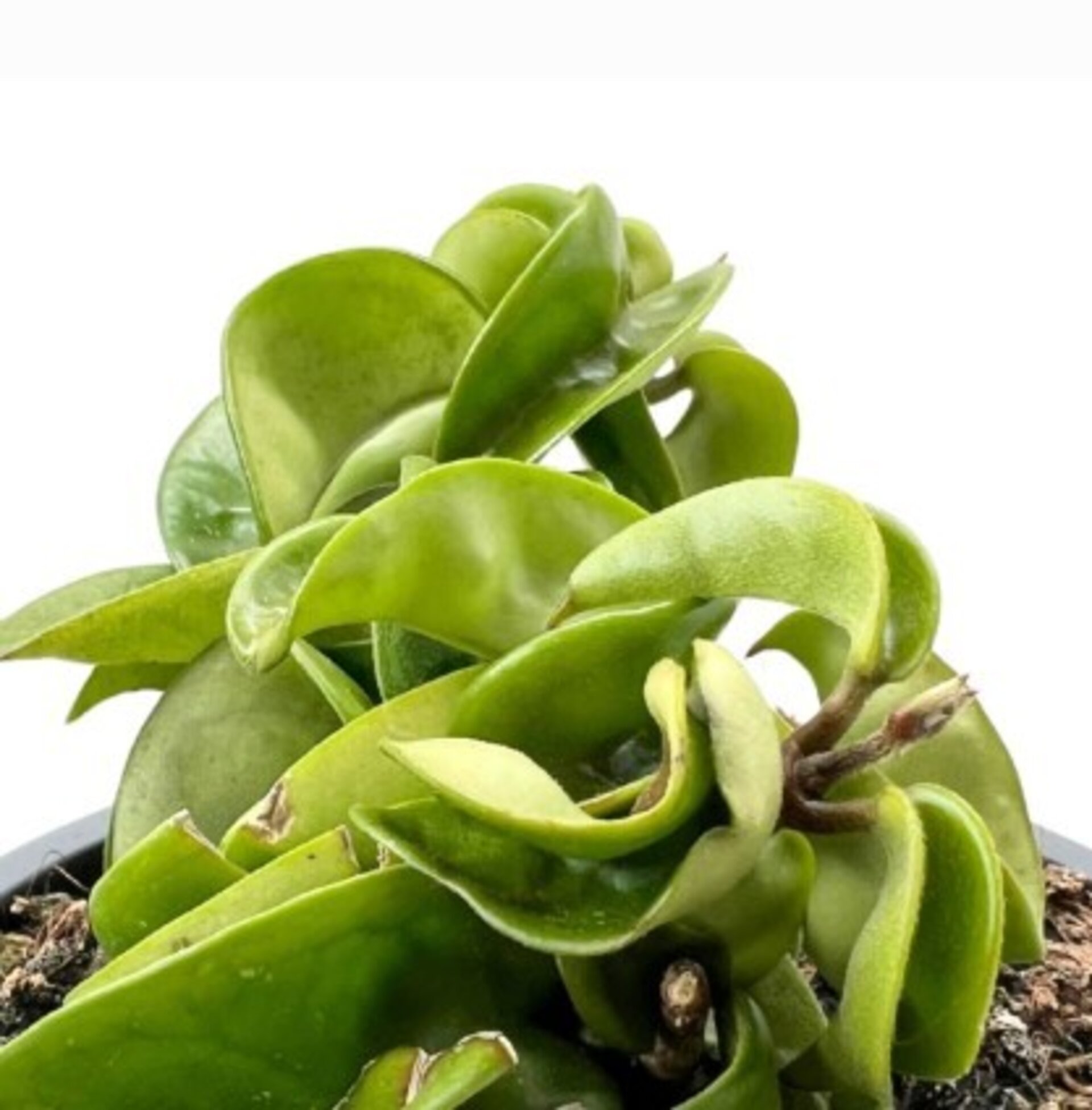 Hoya compacta - 3