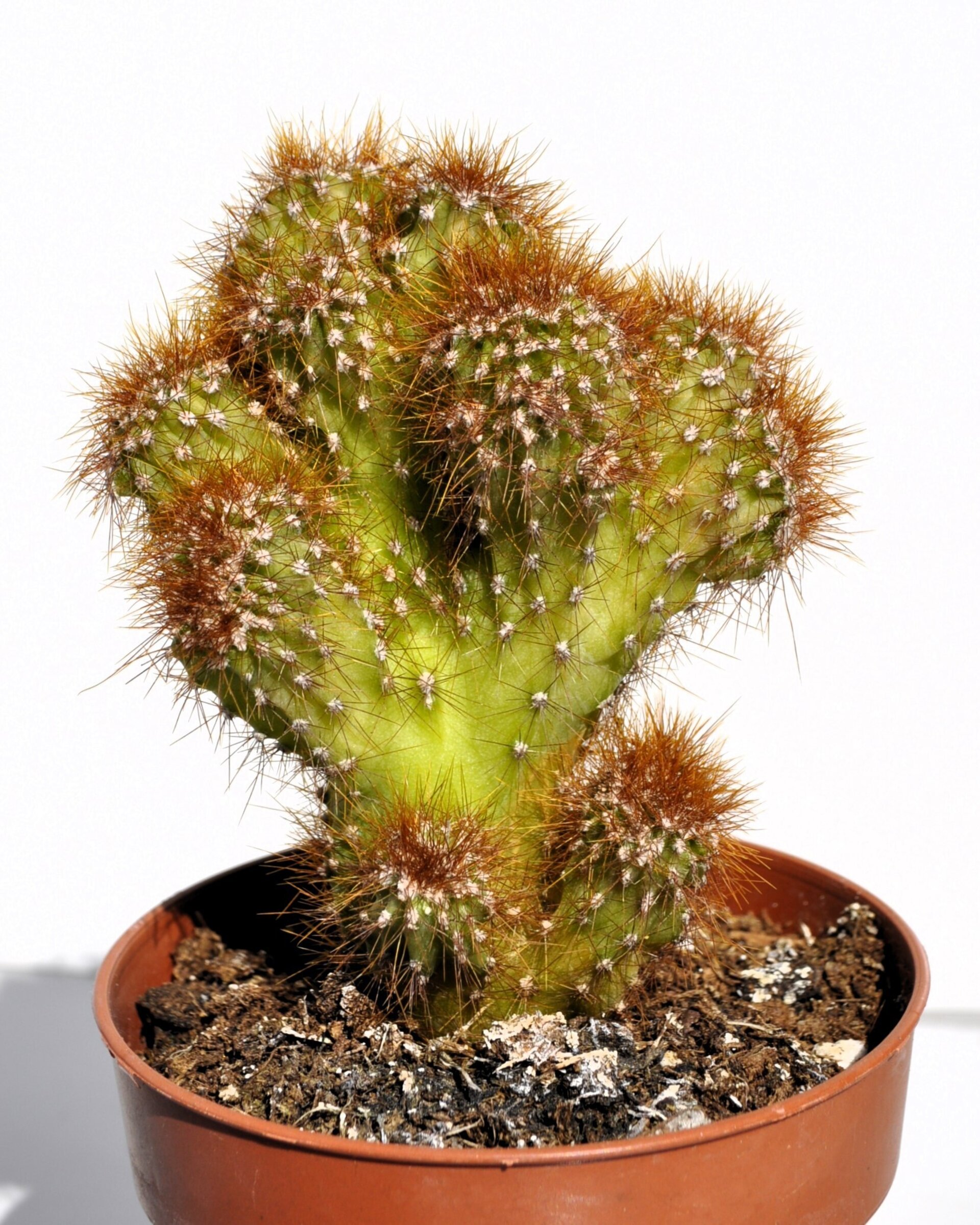 Cereus peruvianus var. monstruosus - 4