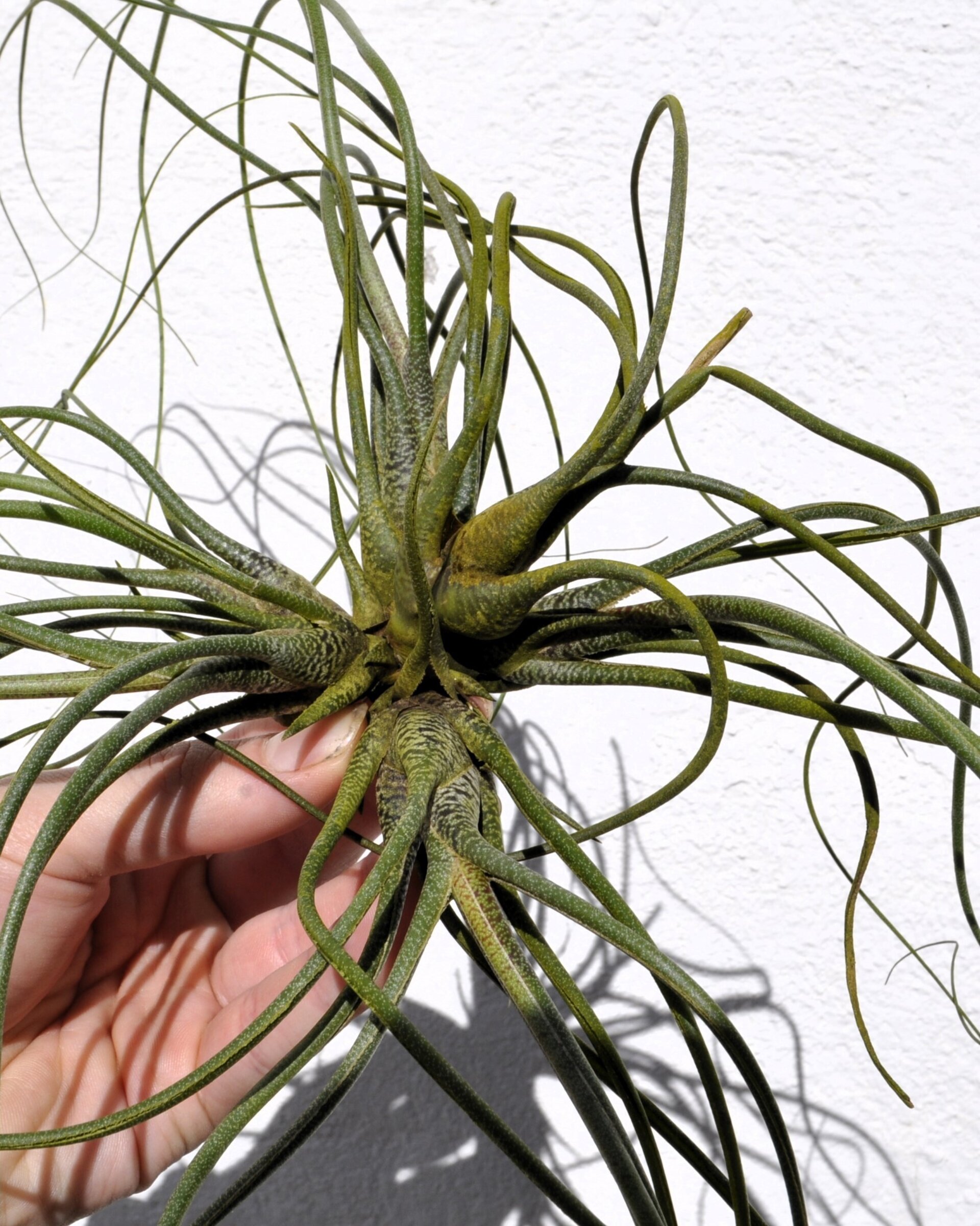 Tillandsia butzii "clump" (mata) - 2