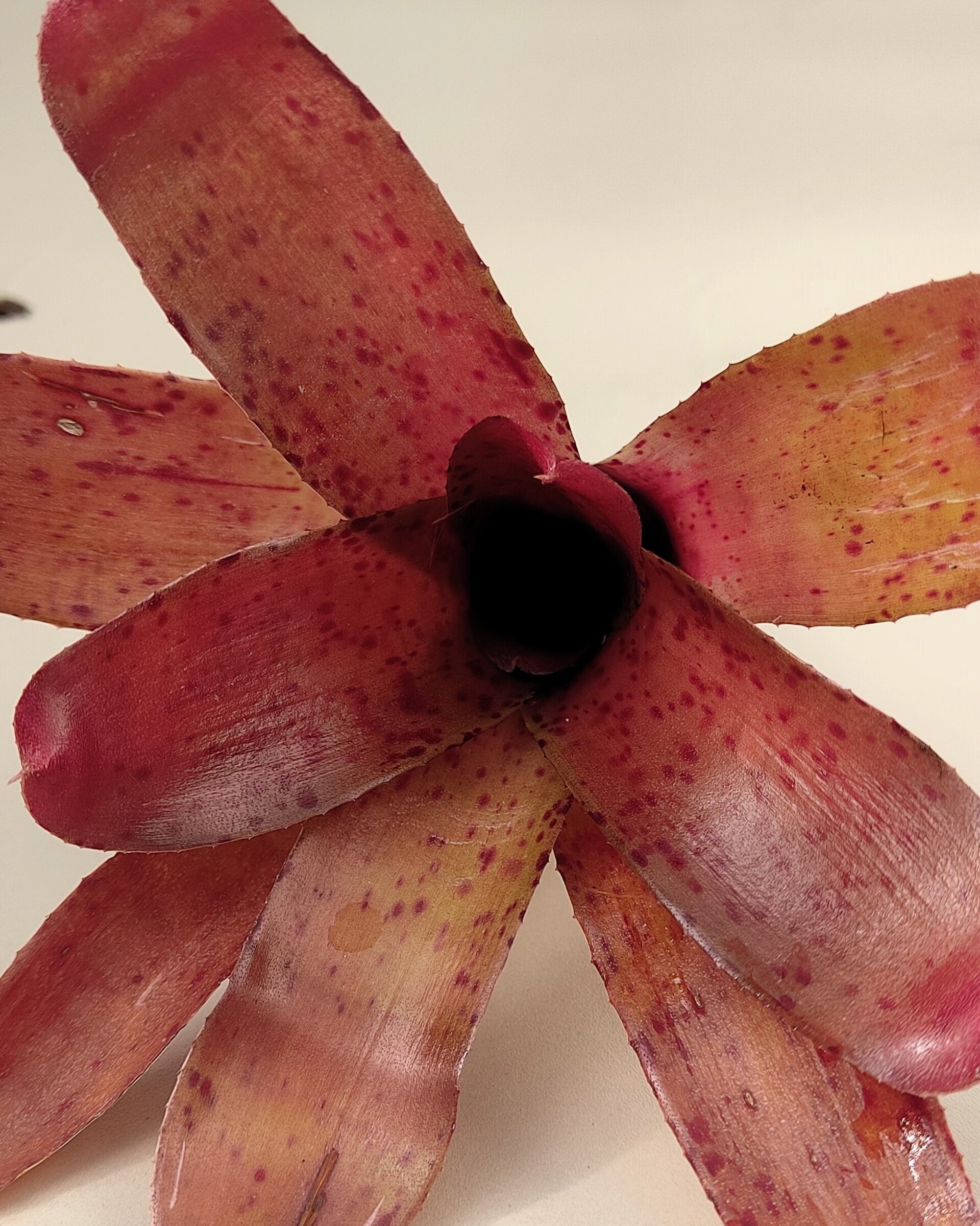 Neoregelia 'Iride' - 3