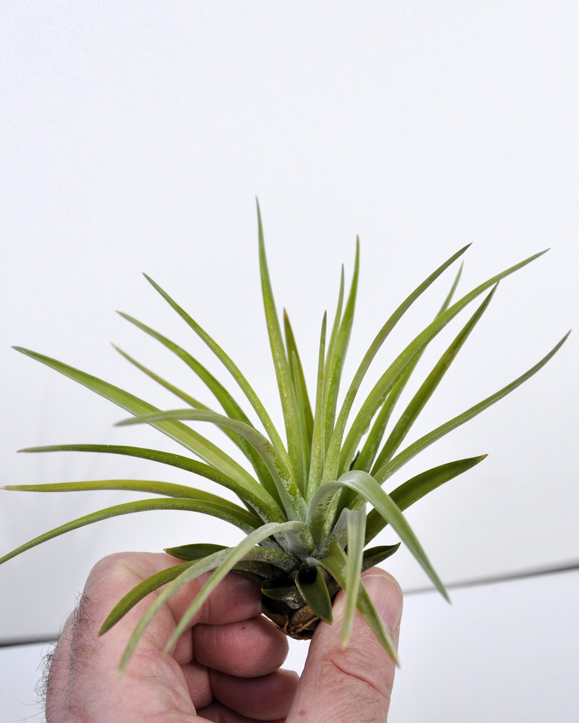 Tillandsia velutina - 4