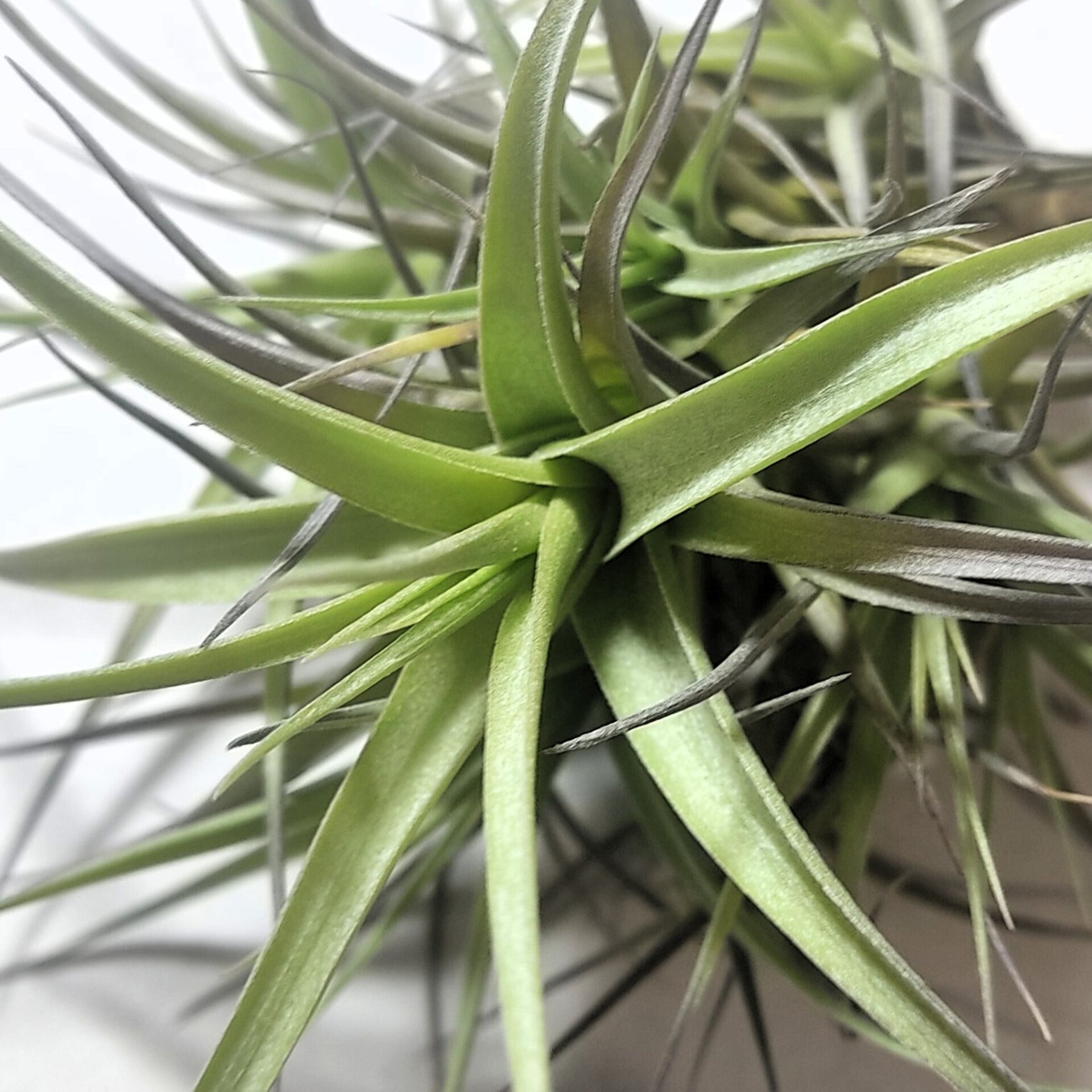 Tillandsia aeranthos 'Mini' "clump" (mata) - 3