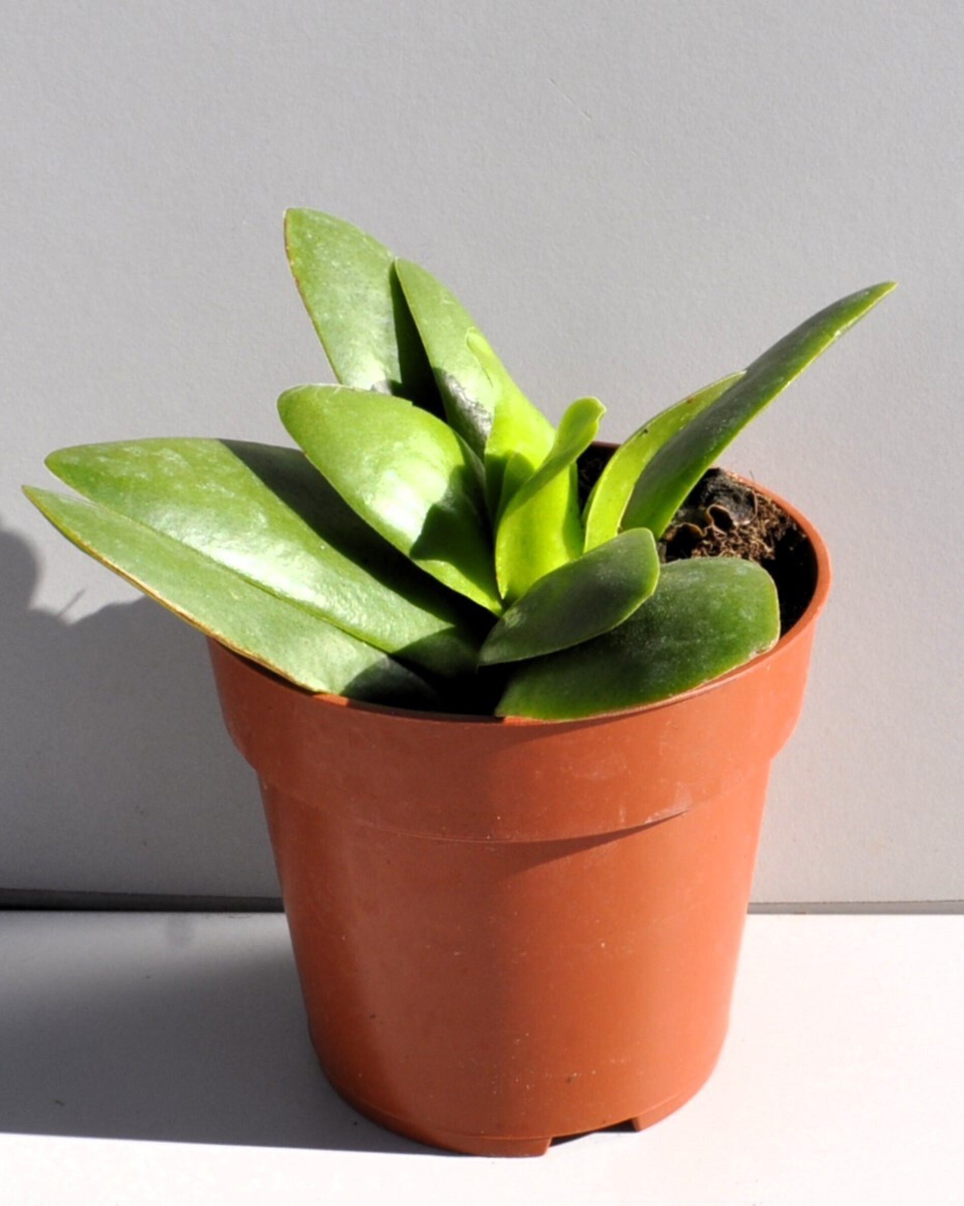 Crassula cf. perfoliata cv. Borracha - 4