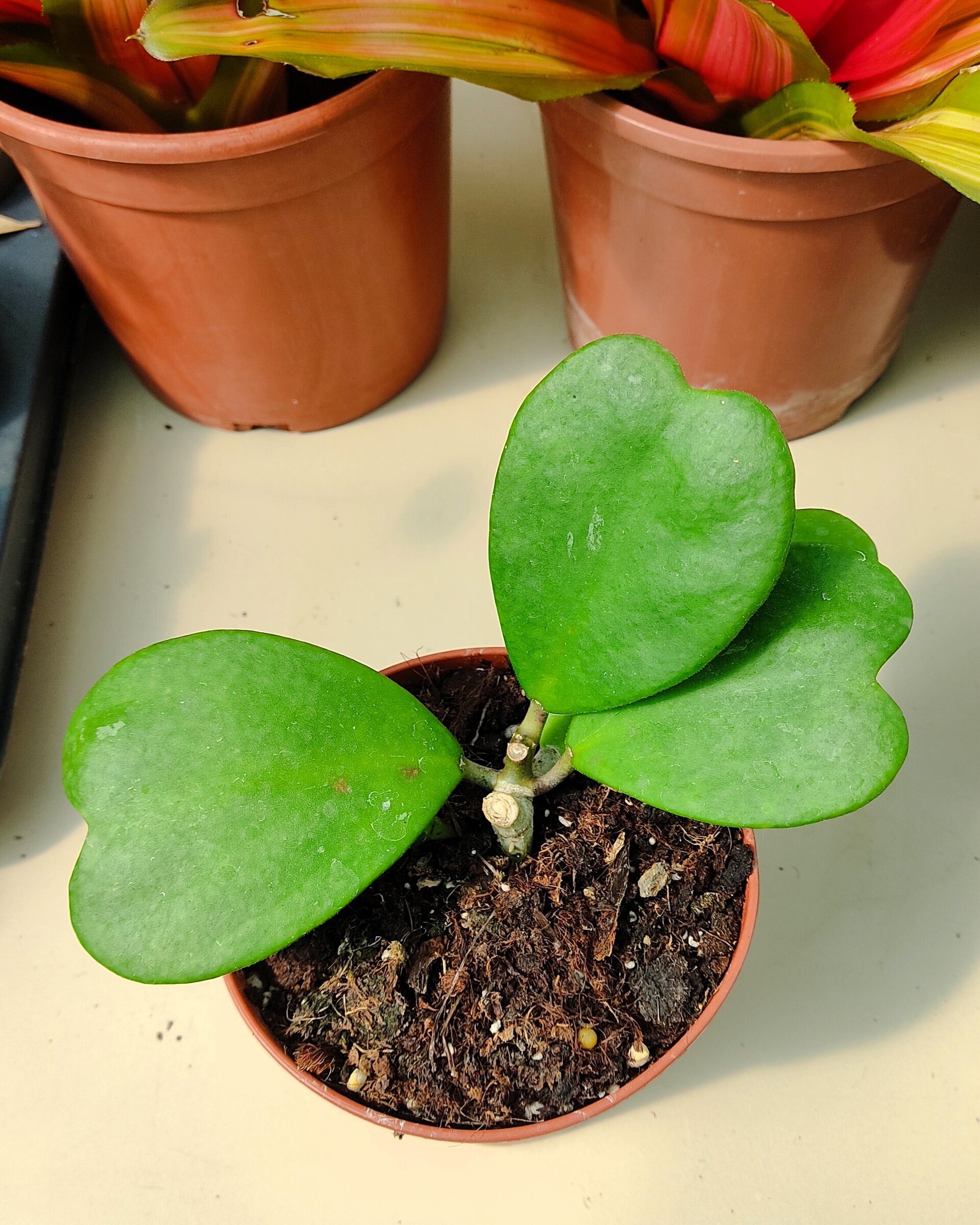 Hoya kerrii [enredadera] (planta corazón enredadera) - 6