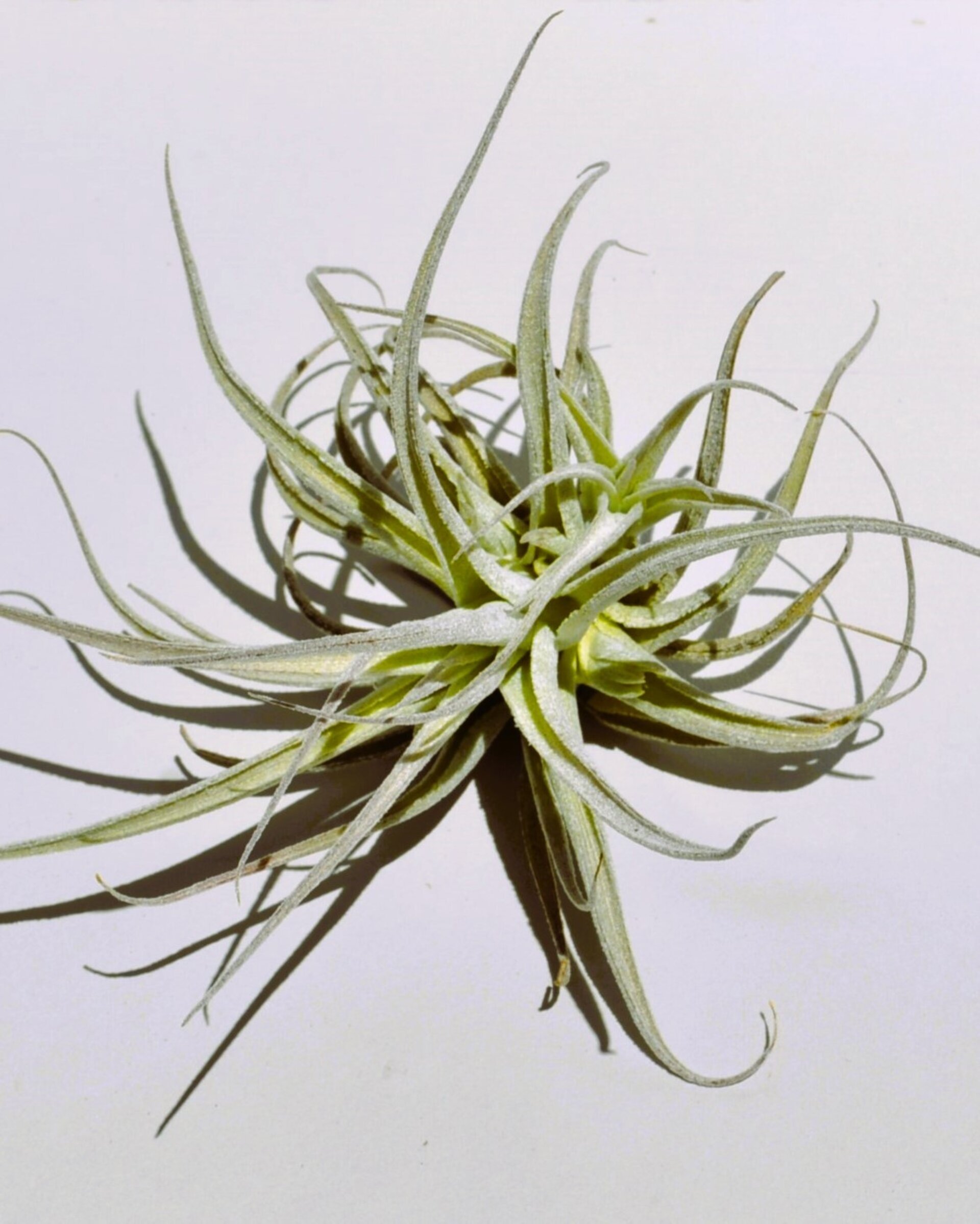 Tillandsia leonamiana - 2