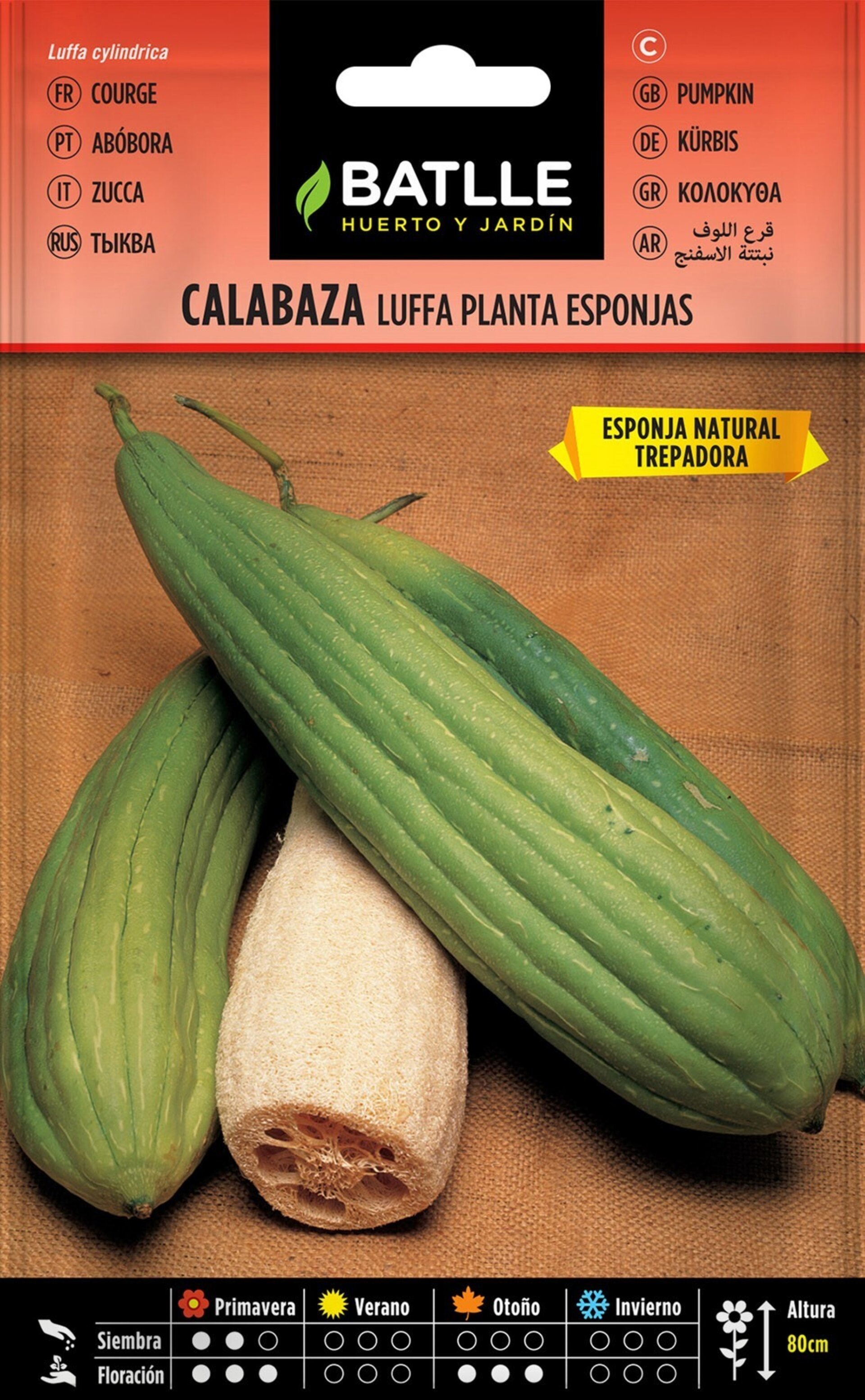 Luffa aegyptiaca (esponja vegetal, calabaza lufa) - Semillas - 2