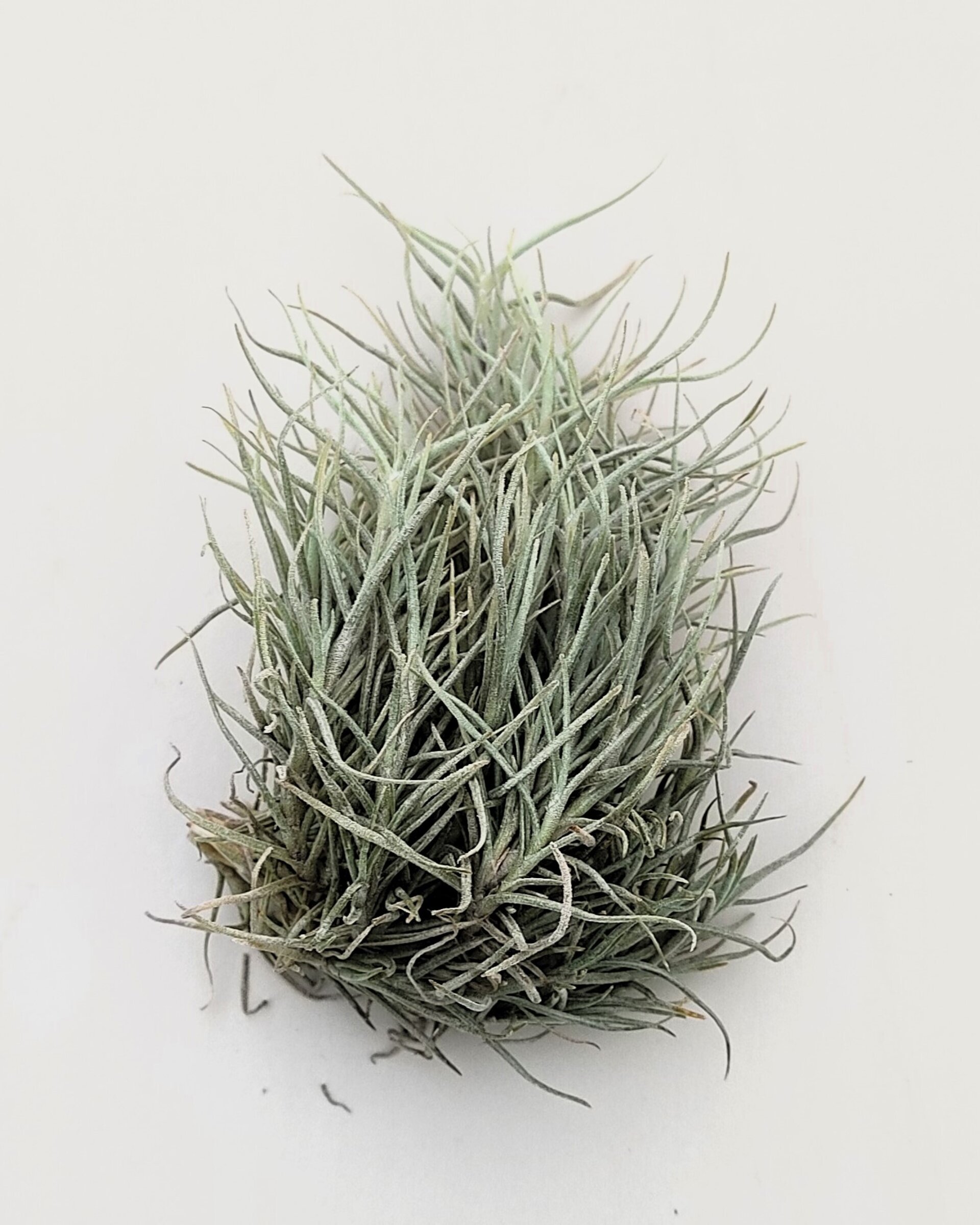 Tillandsia capillaris - 2