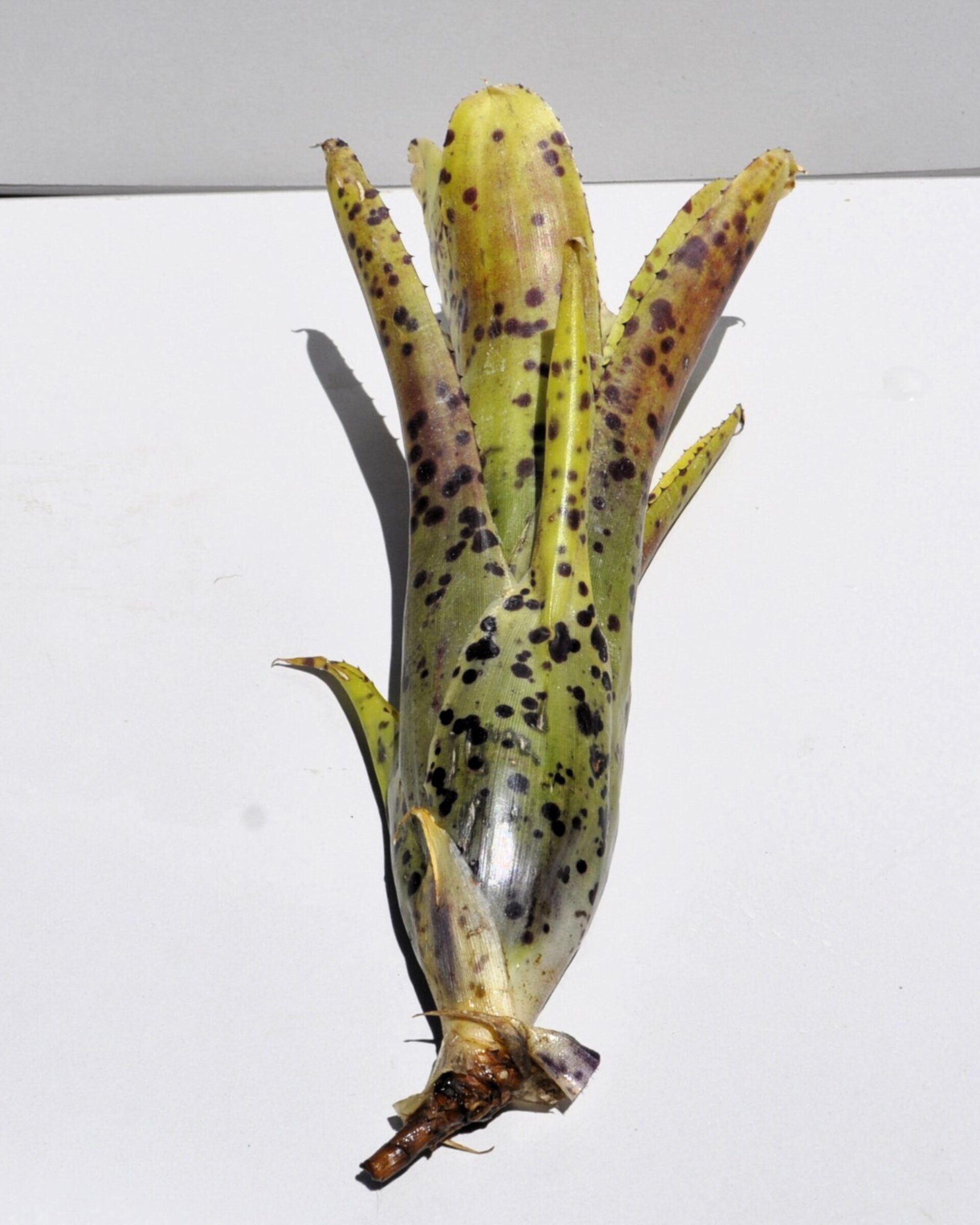 Neoregelia 'Anteia' - 10