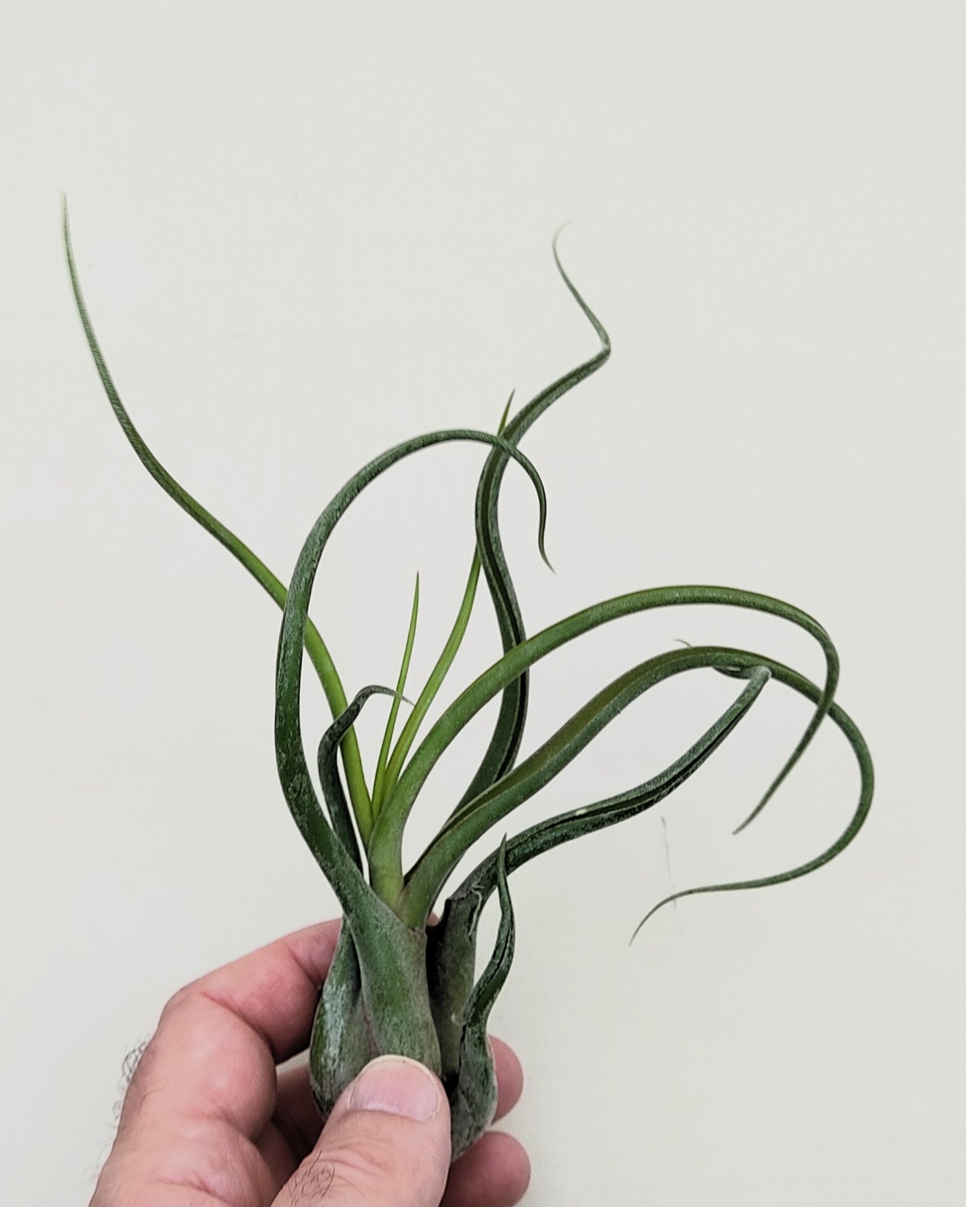 Tillandsia caput-medusae (planta pulpo) [medium] - 3
