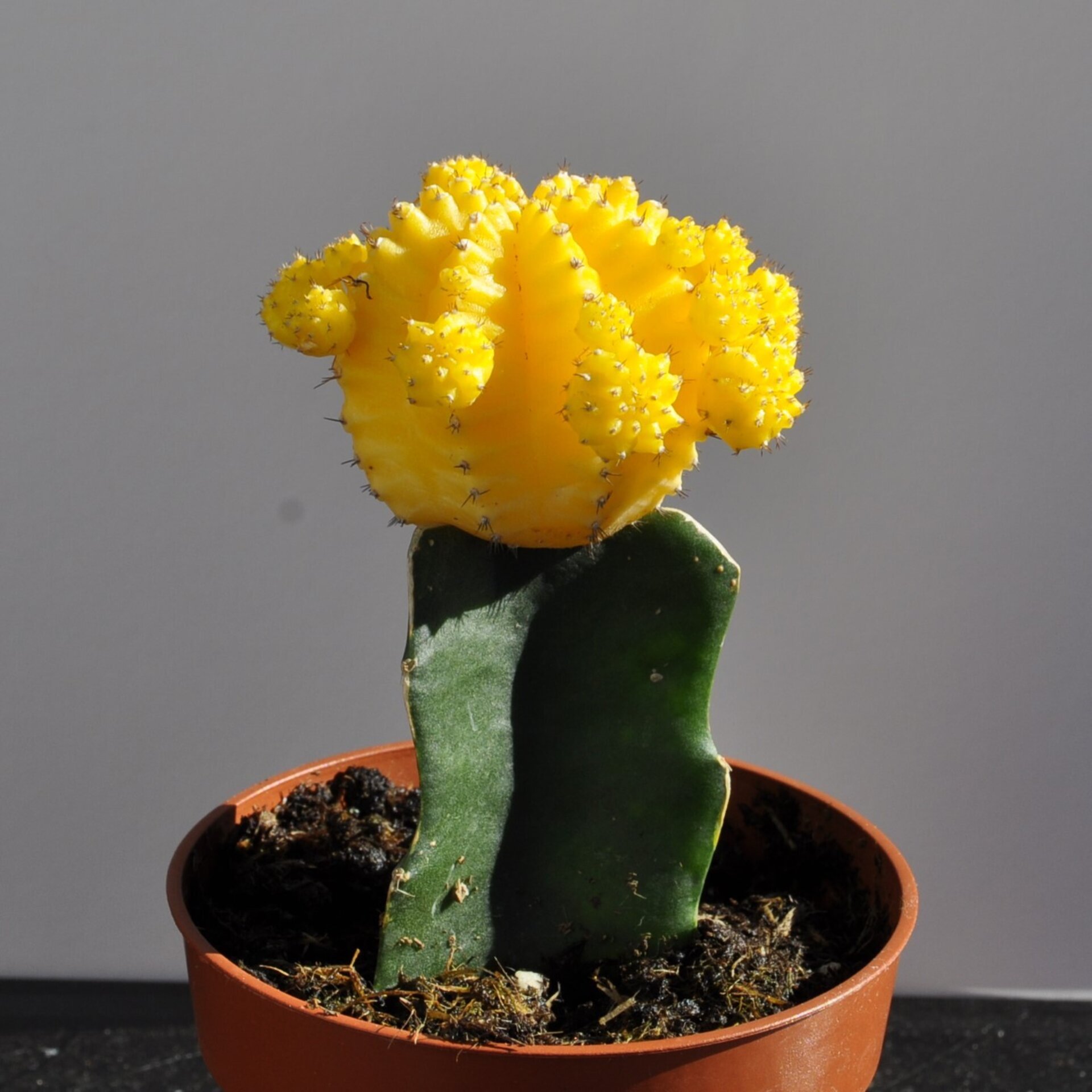 Gymnocalycium mihanovichii injertado - amarillo - 4