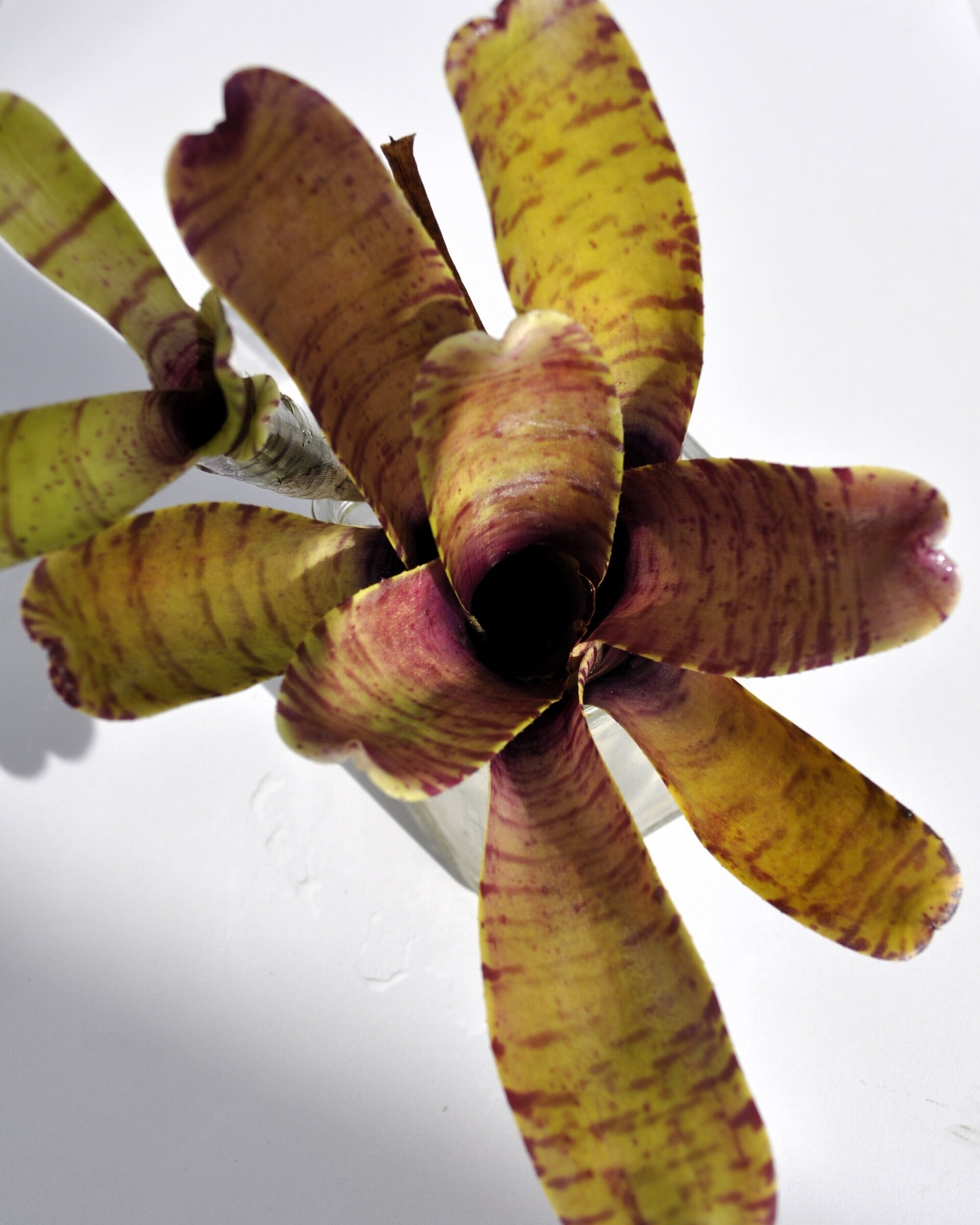 Neoregelia tigrina - 5