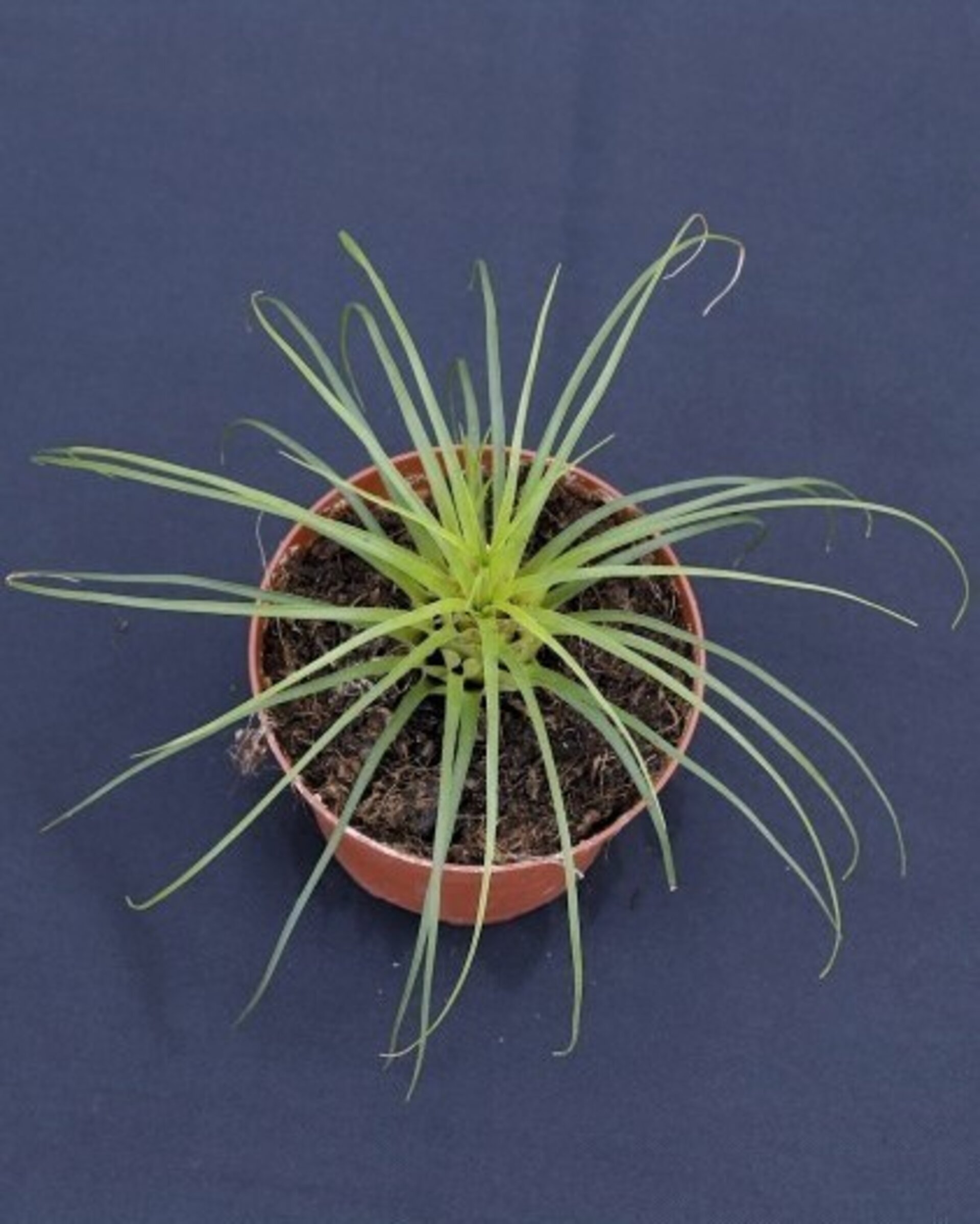 Vriesea correia araujoi - 2
