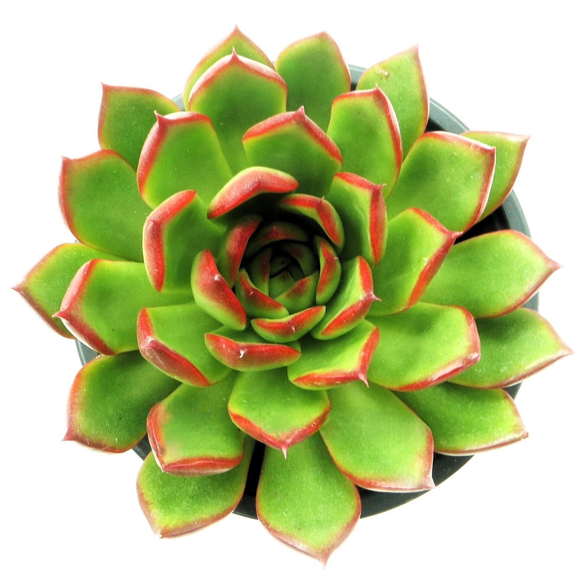 Echeveria agavoides ‘Red Edge’ (echeveria barra de labios) - 1