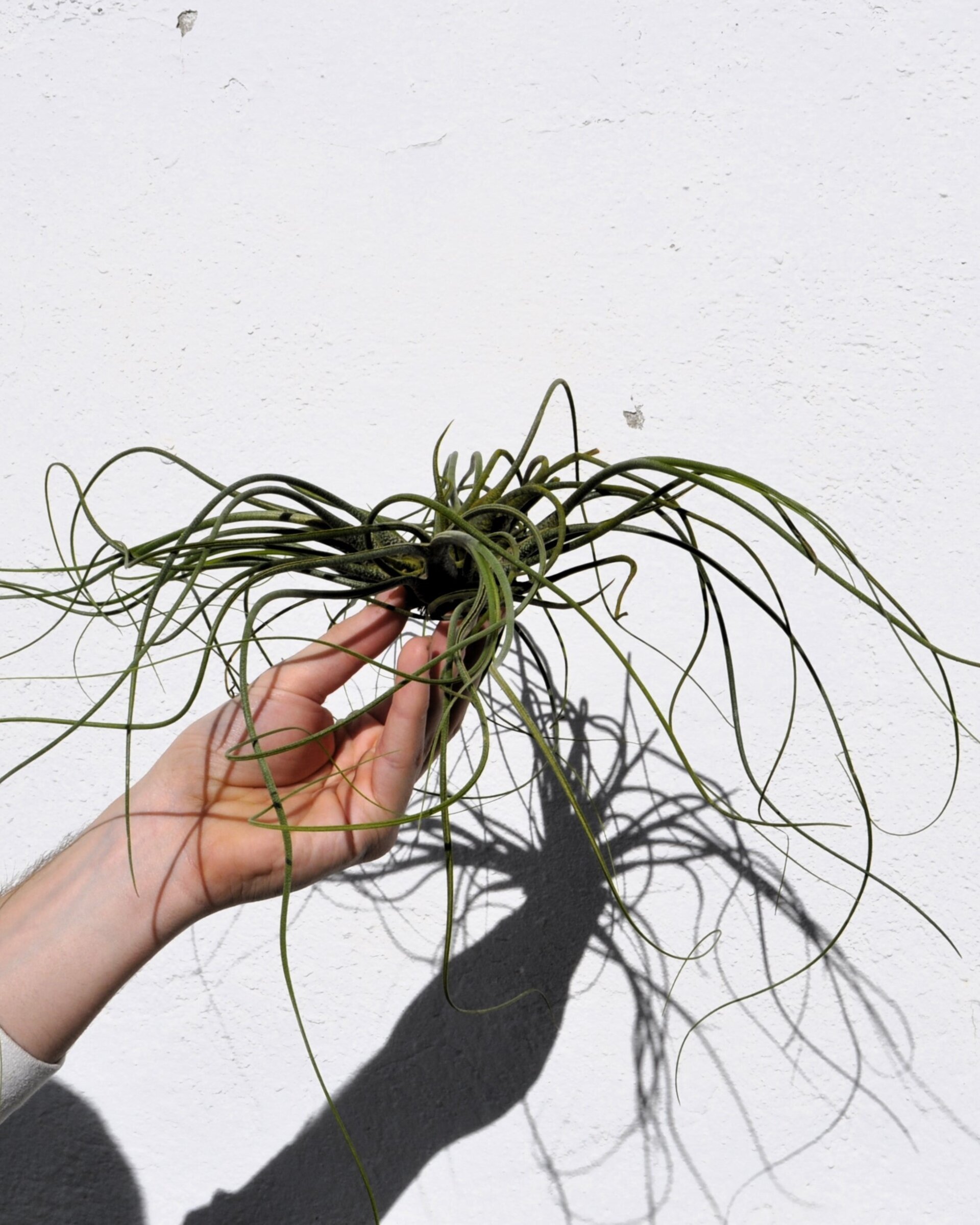 Tillandsia butzii "clump" (mata) - 6