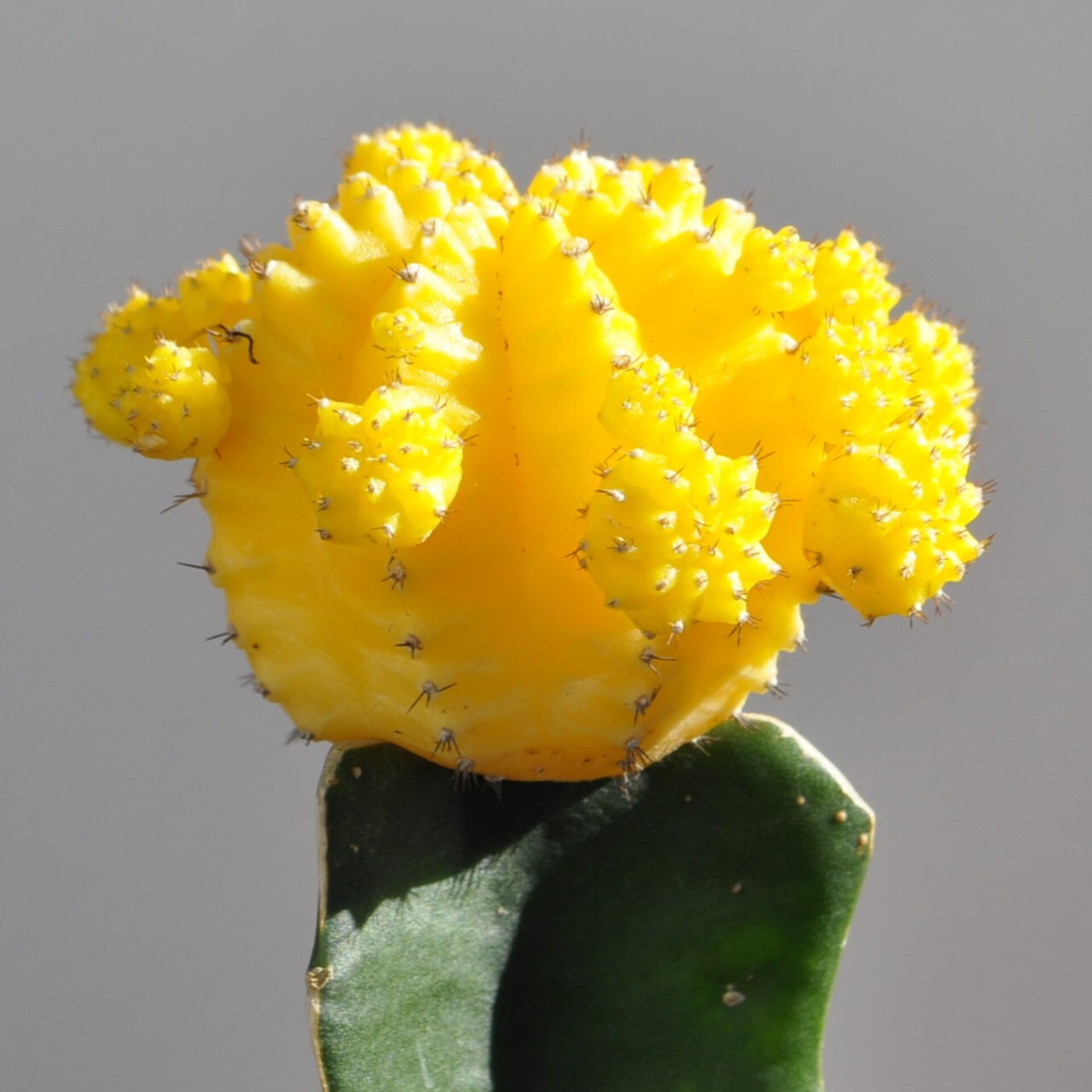 Gymnocalycium mihanovichii injertado - amarillo - 5
