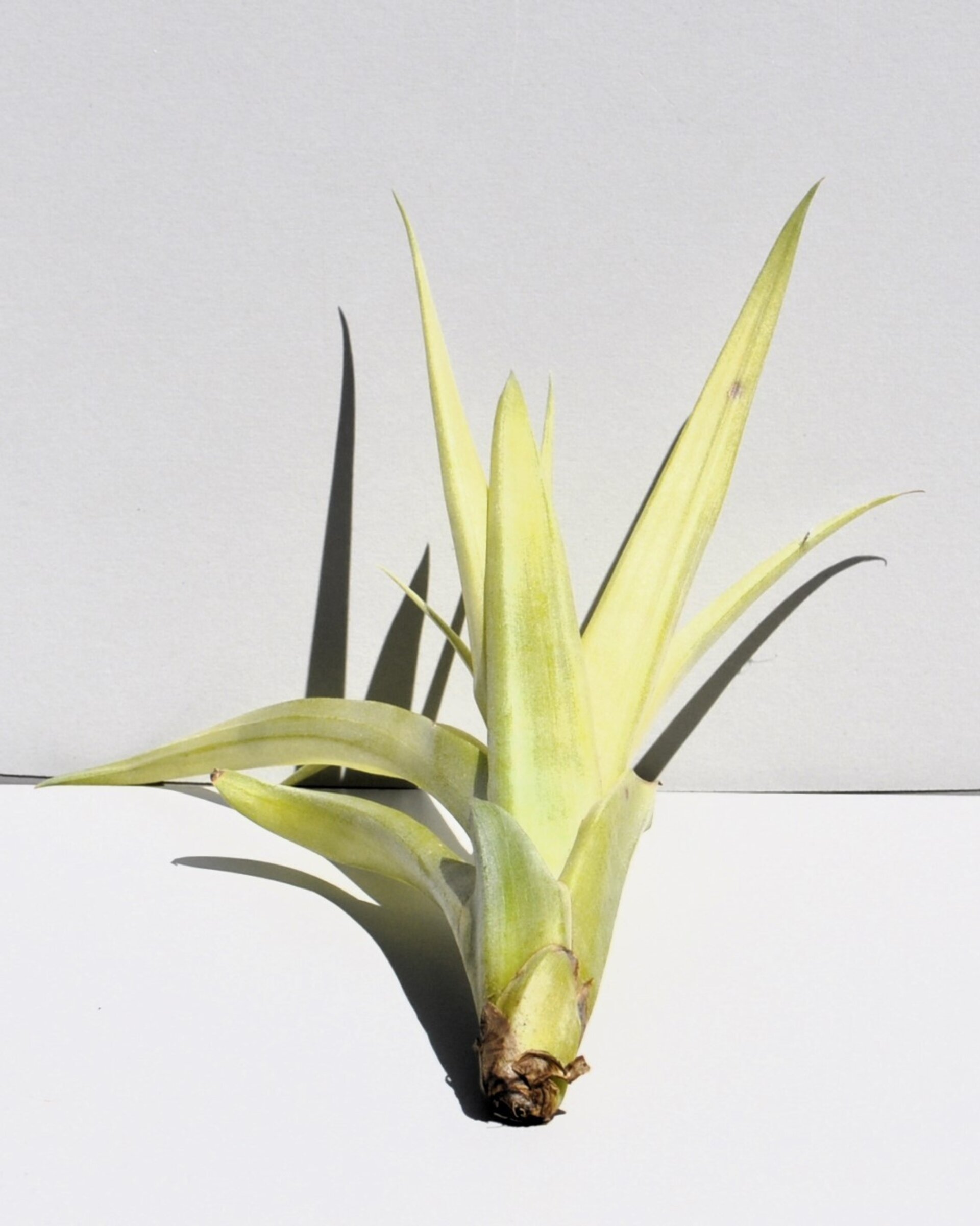Tillandsia flabellata var. rubra - 2