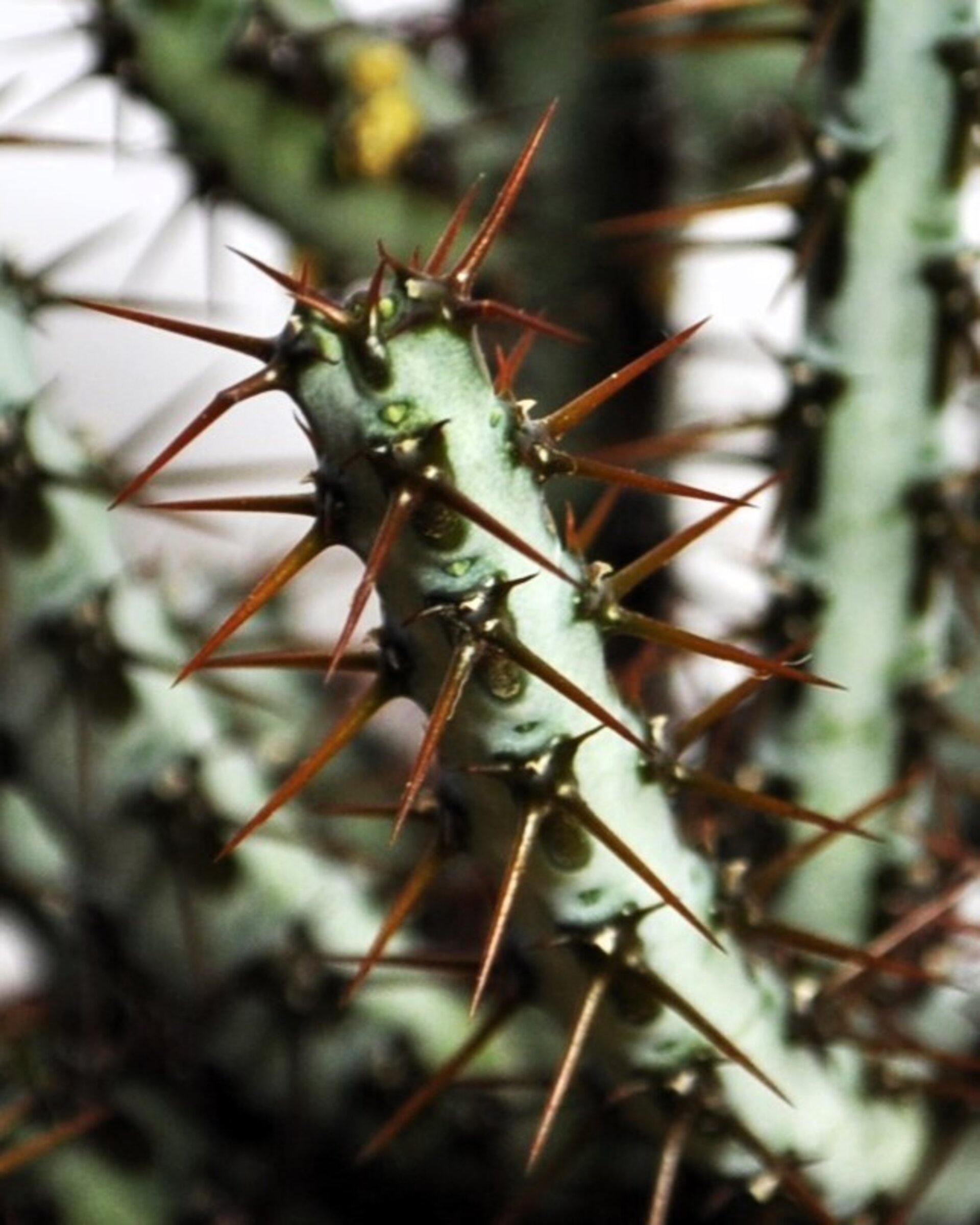 Euphorbia aeruginosa - 7